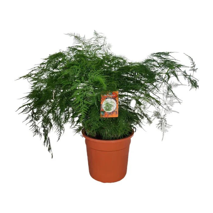 Asparagus Setaceus – Der Spargelfarn: Filigrane Leichtigkeit für dein Zuhause - Green Guardia - Ihr Experte für Schädlinge und Pflanzen