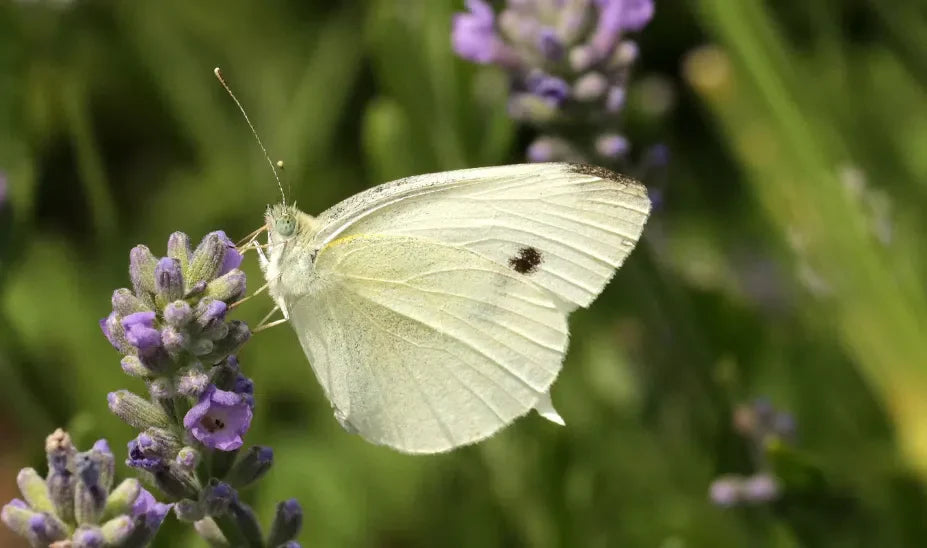 Kohlweißlinge natürlich stoppen: Effektive Schädlingsbekämpfung für Ihre Kohlpflanzen