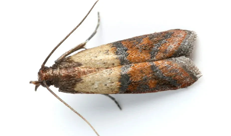 Kornmotte natürlich bekämpfen: Motte im Vorratsschrank und befallene Lebensmittel erkennen