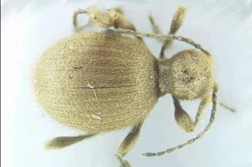 Schutz vor Messingkugelkäfer: Natürliche und nachhaltige Methoden