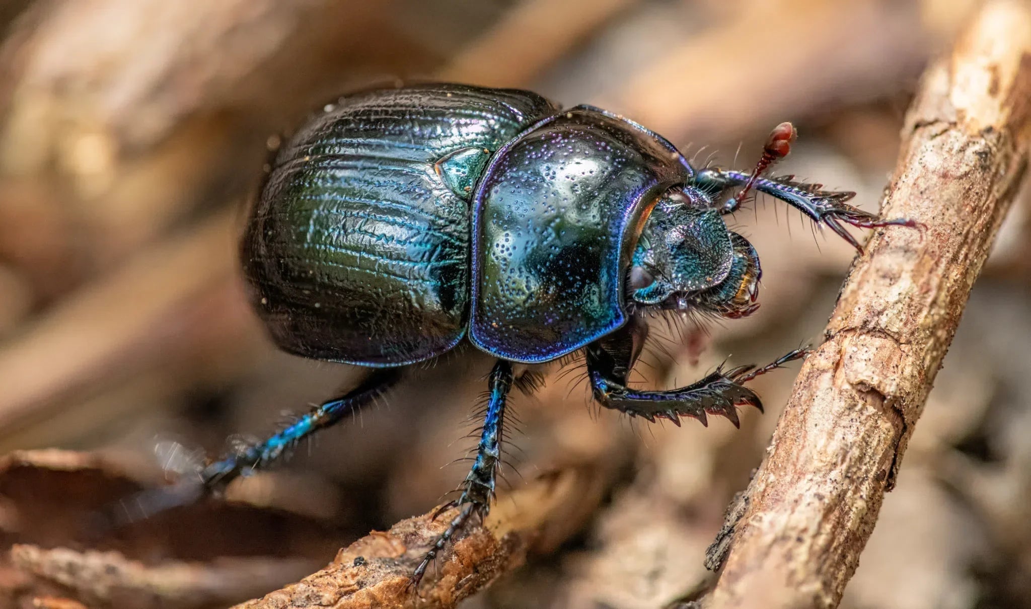 Pelzkäfer wirksam stoppen: Natürliche Lösungen und effektive Vorbeugung - Green Guardia - Ihr Experte für Schädlinge und Pflanzen