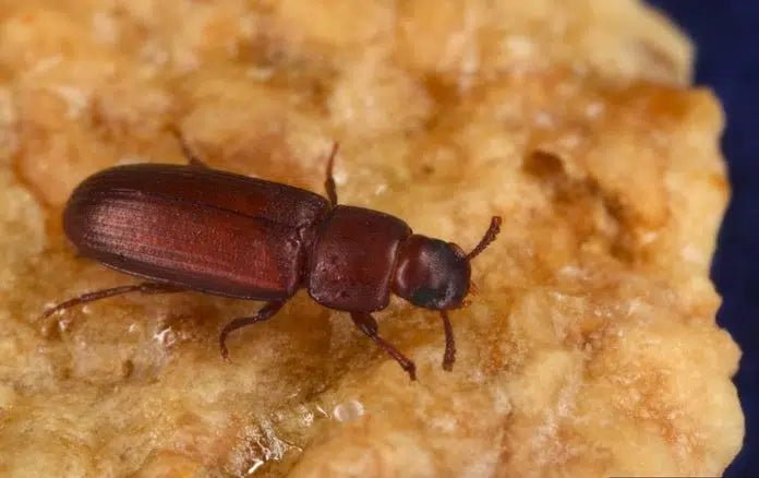 Schutz vor Reismehlkäfern: Natürliche Methoden zur Vorbeugung und Bekämpfung - Green Guardia - Ihr Experte für Schädlinge und Pflanzen