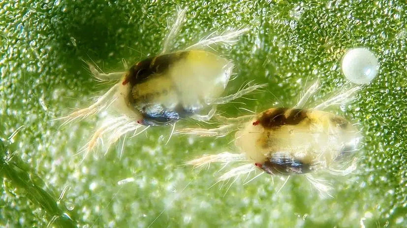 Spinnmilben an Pflanzen erkennen – Gespinste und helle Sprenkel