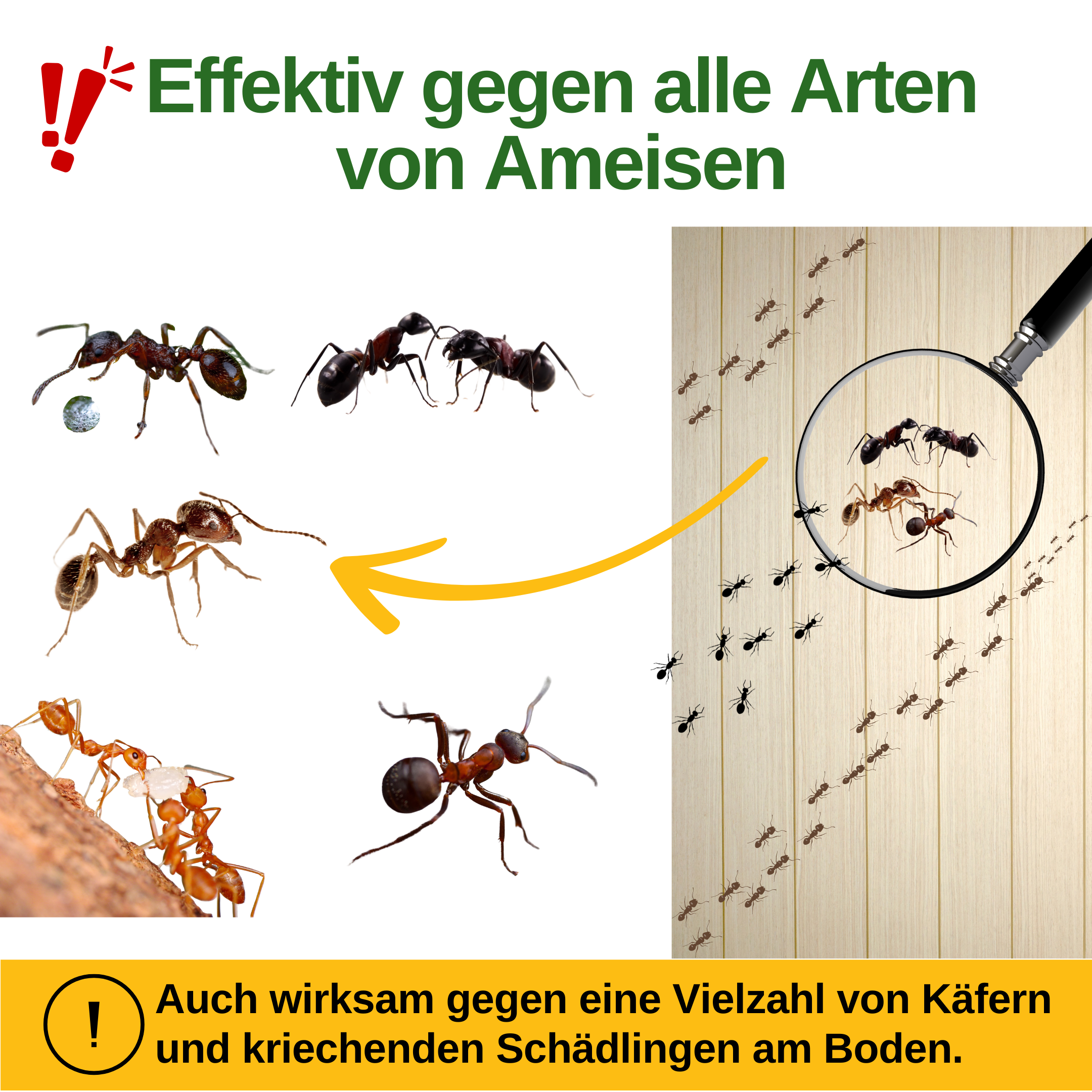 Piège à fourmis avec attractif à base de phéromones