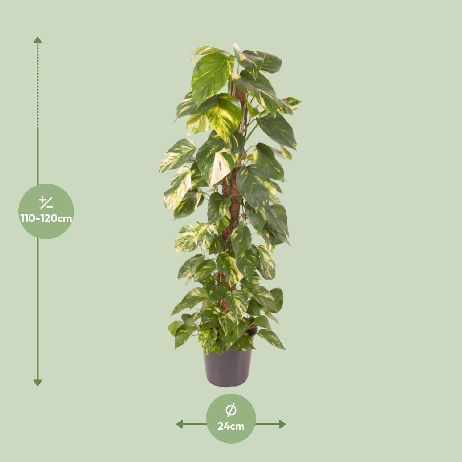 Epipremnum pinnatum – Efeutute – 24 cm Topf, 120 cm hoch - Green Guardia - Ihr Experte für Schädlinge und Pflanzen