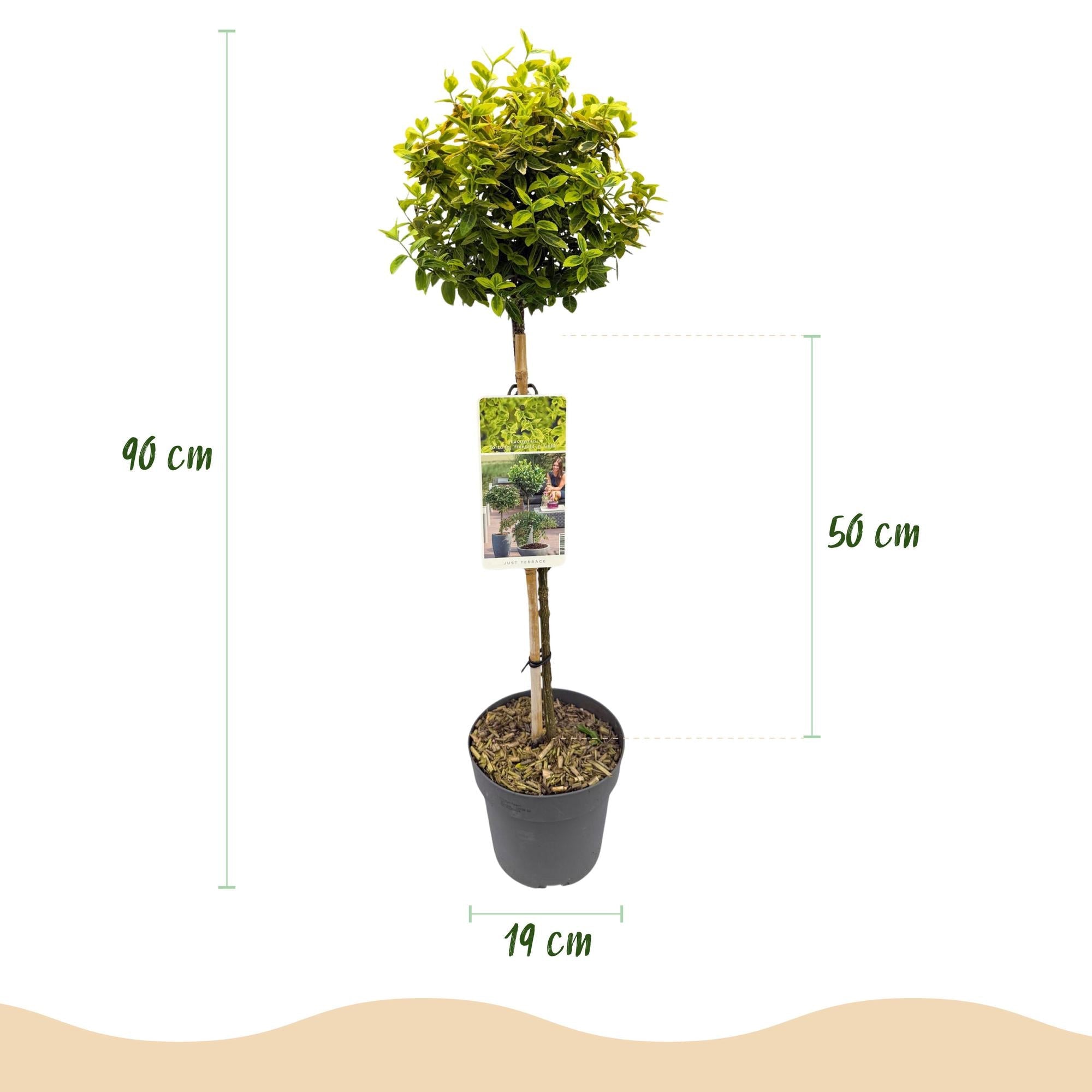 Euonymus fortunei ‚Emerald n Gold‘ – Terrassenpflanze – immergrün & winterhart – grün - gelbe Blätter – 19 cm Topf, ca. 90 cm hoch - Green Guardia - Ihr Experte für Schädlinge und Pflanzen