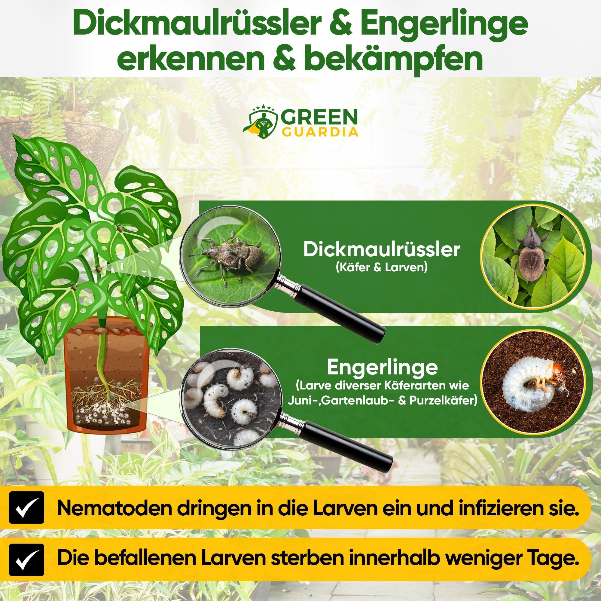 HB - Nematoden gegen Dickmaulrüssler & Engerlinge - Green Guardia - Ihr Experte für Schädlinge und Pflanzen