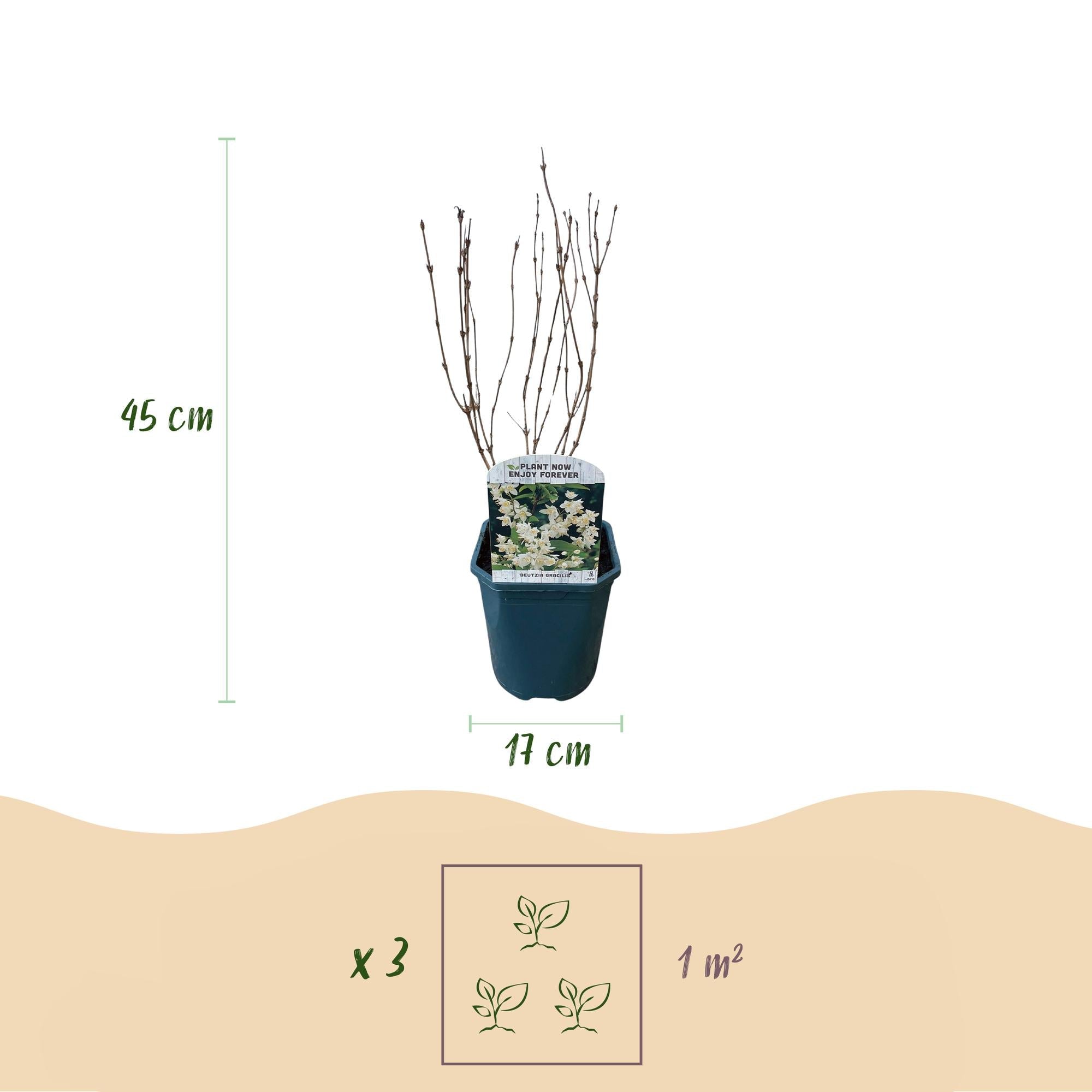 Maiblumenstrauch (Deutzia gracilis) – weißblühend, laubabwerfend, 17 cm Topf, 45 cm Höhe - Green Guardia - Ihr Experte für Schädlinge und Pflanzen