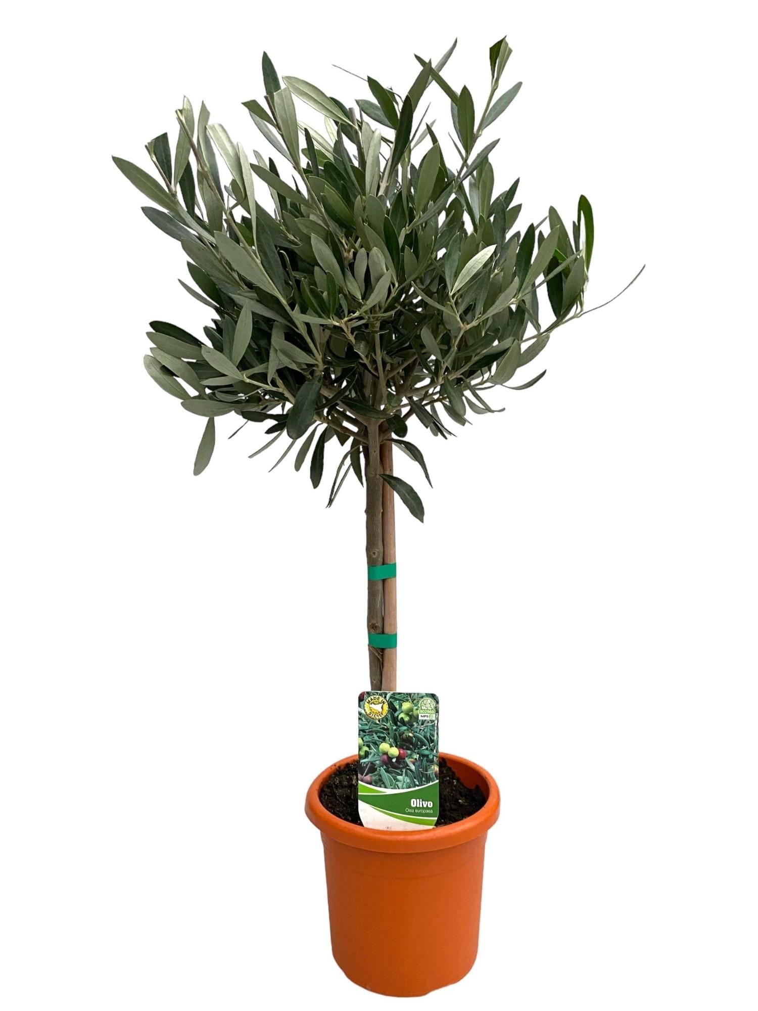 Olivenbaum (Olea europaea) – 60–90 cm - Green Guardia - Ihr Experte für Schädlinge und Pflanzen