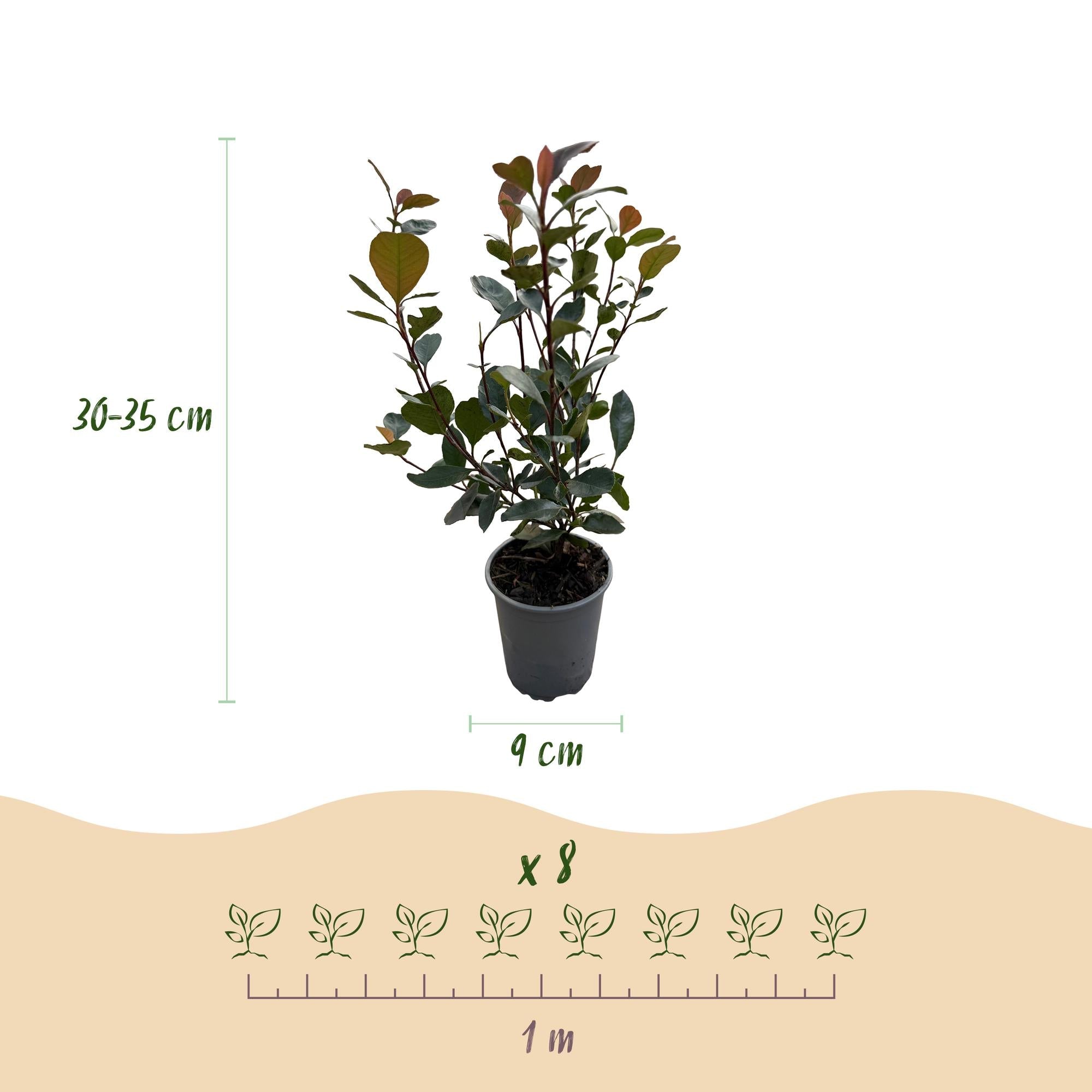 Photinia ‘Little Red Robin’ – rotes Blatt – 8 Pflanzen – ca. 1 laufender Meter – immergrün – 9 cm Topf, 30–35 cm hoch - Green Guardia - Ihr Experte für Schädlinge und Pflanzen