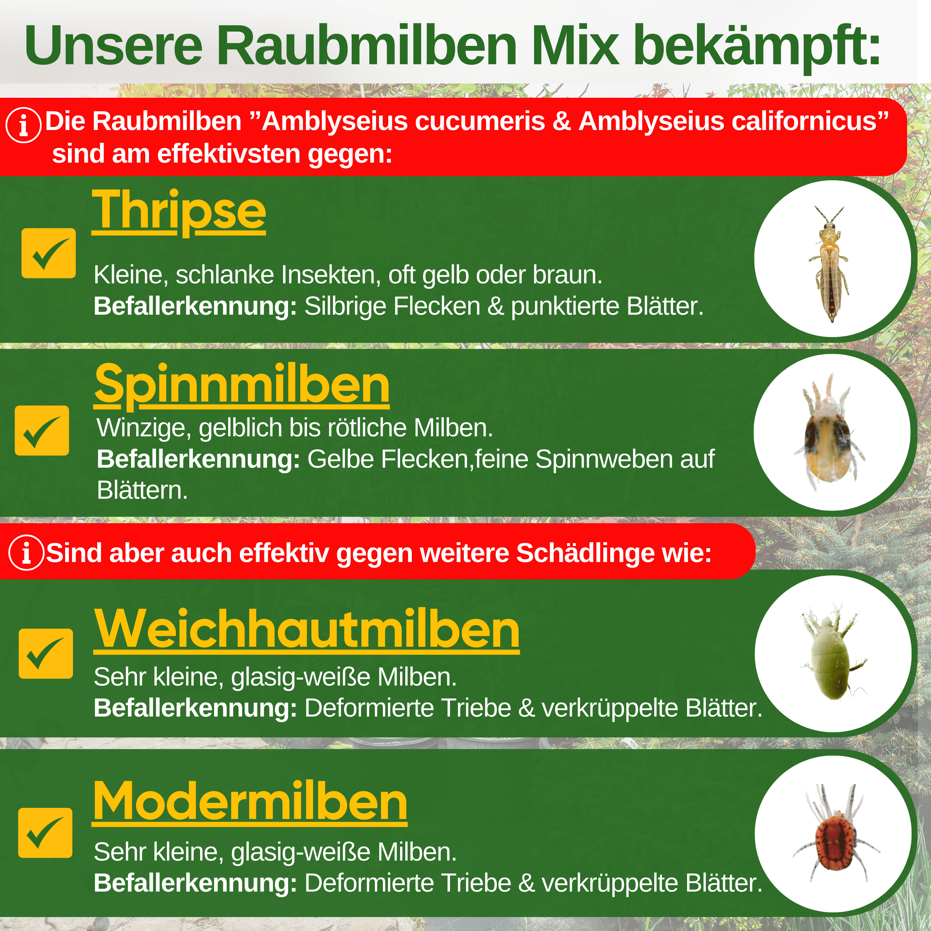 Raubmilben Mix gegen Thripse & Spinnmilben – Streuware - Green Guardia - Ihr Experte für Schädlinge und Pflanzen