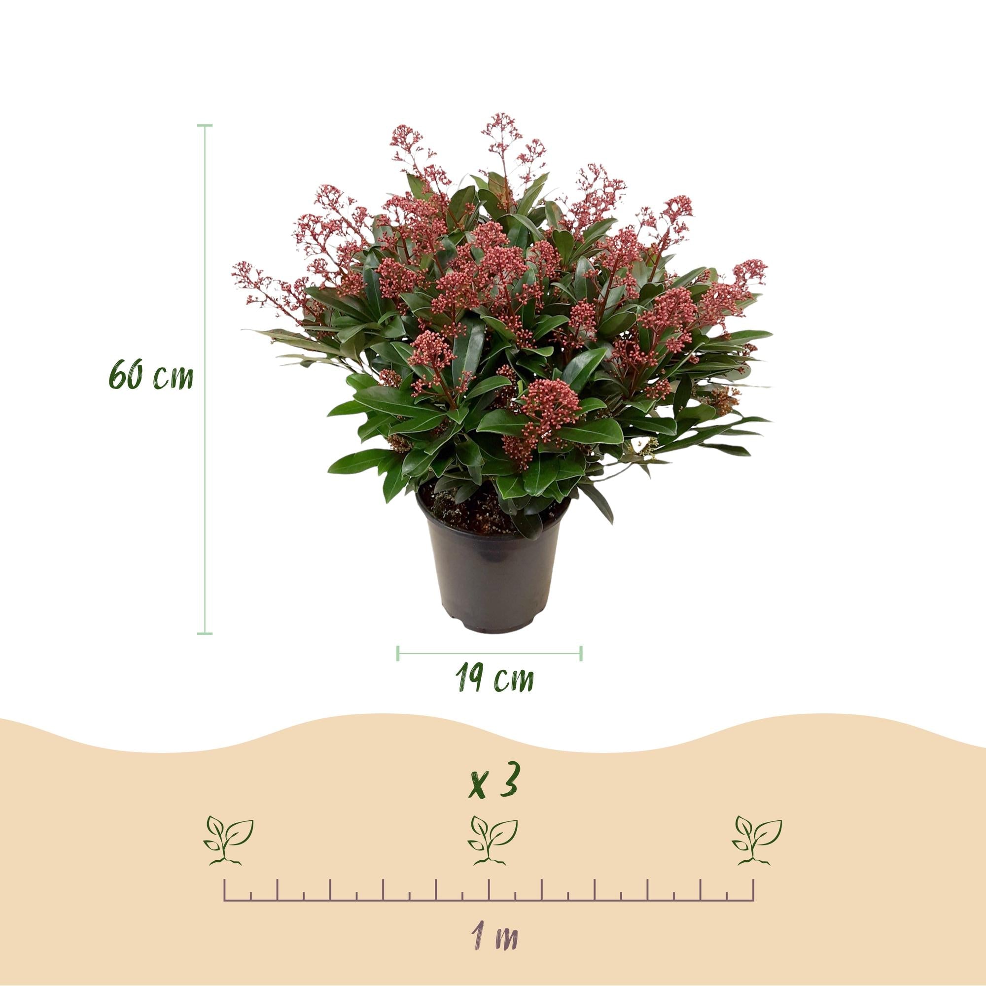 Skimmia japonica ‘Duo’ – winterhart – weiße & rote Blüten – von 10 bis zu 40 Blüten – 2 Pflanzen – 19 cm Topf, ca. 60 cm hoch - Green Guardia - Ihr Experte für Schädlinge und Pflanzen