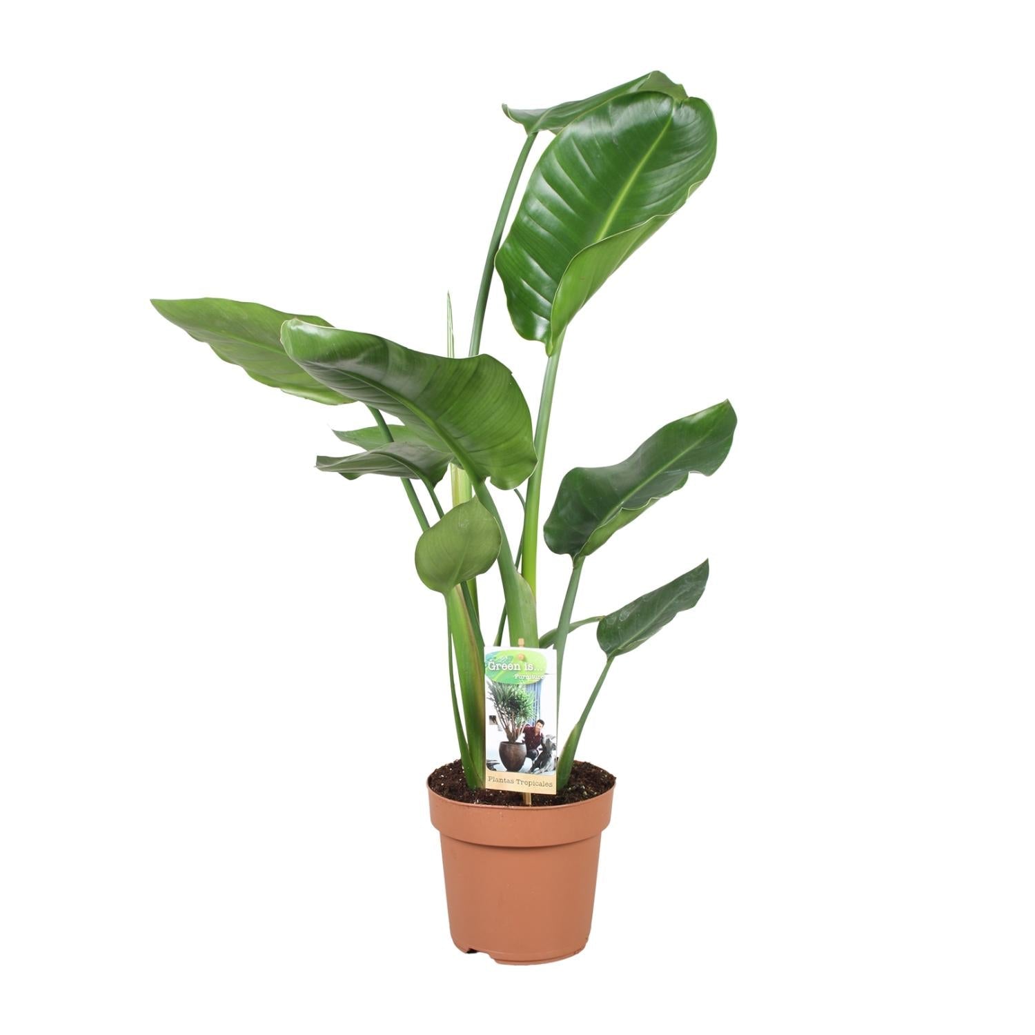 Strelitzia Nicolai – Weiße Paradiesvogelblume - 60 - 170 cm - Green Guardia - Ihr Experte für Schädlinge und Pflanzen
