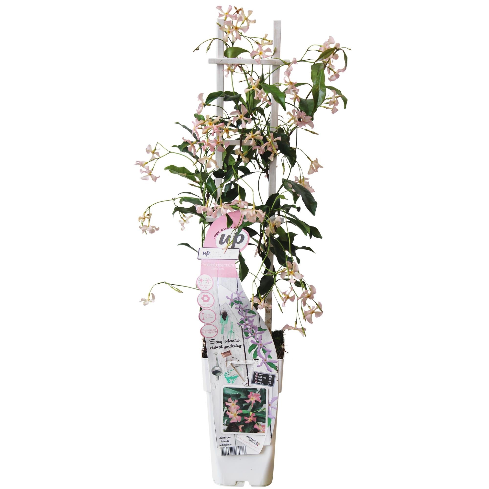 Toskanischer Jasmin ‘Star of Ibiza’ – rosa Blüten, immergrün, 15 cm Topf, 65 cm hoch - Green Guardia - Ihr Experte für Schädlinge und Pflanzen