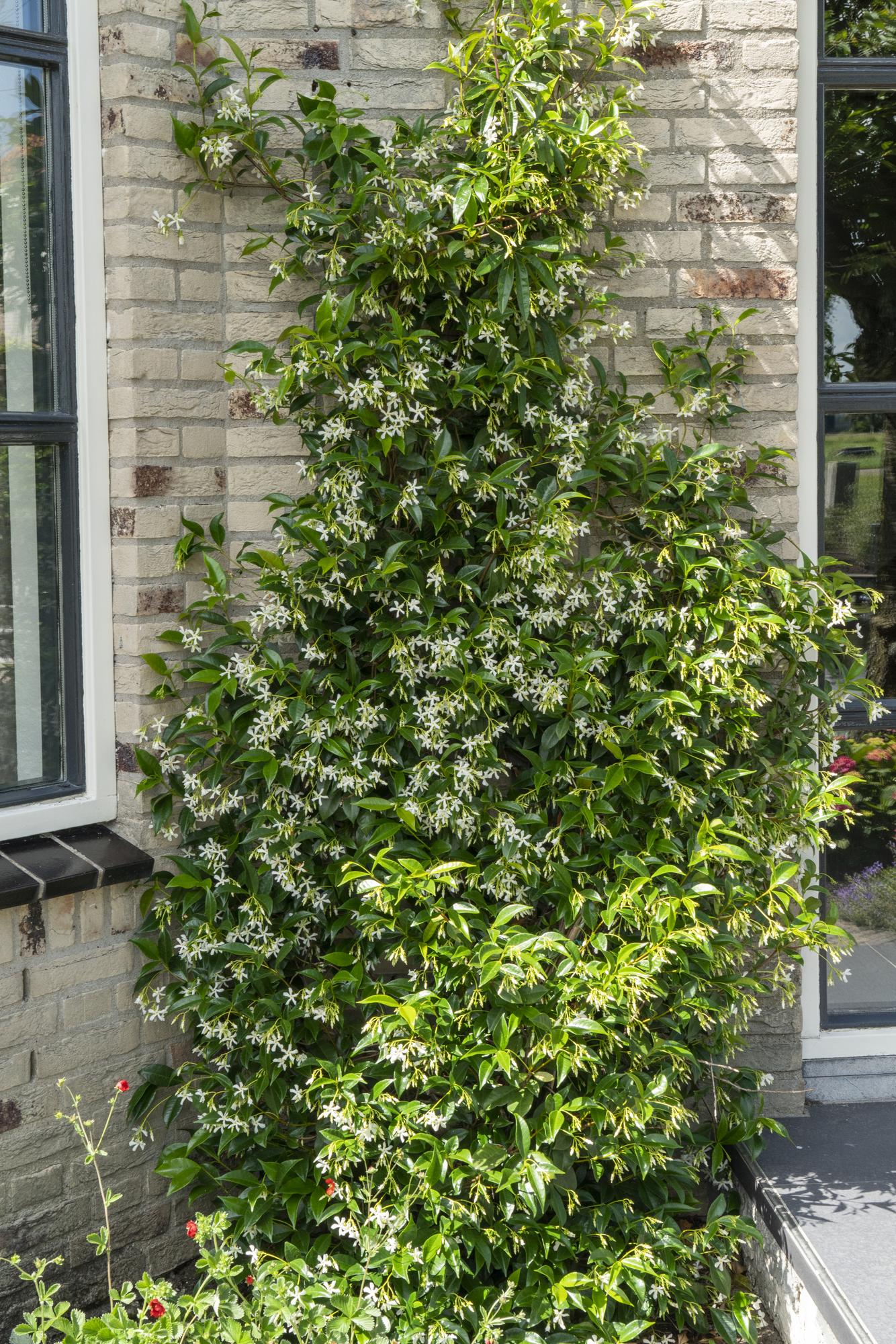 Trachelospermum ‘Star of Venice’ – immergrüner Jasmin, weiße Blüten, 15 cm Topf, 65 cm hoch - Green Guardia - Ihr Experte für Schädlinge und Pflanzen
