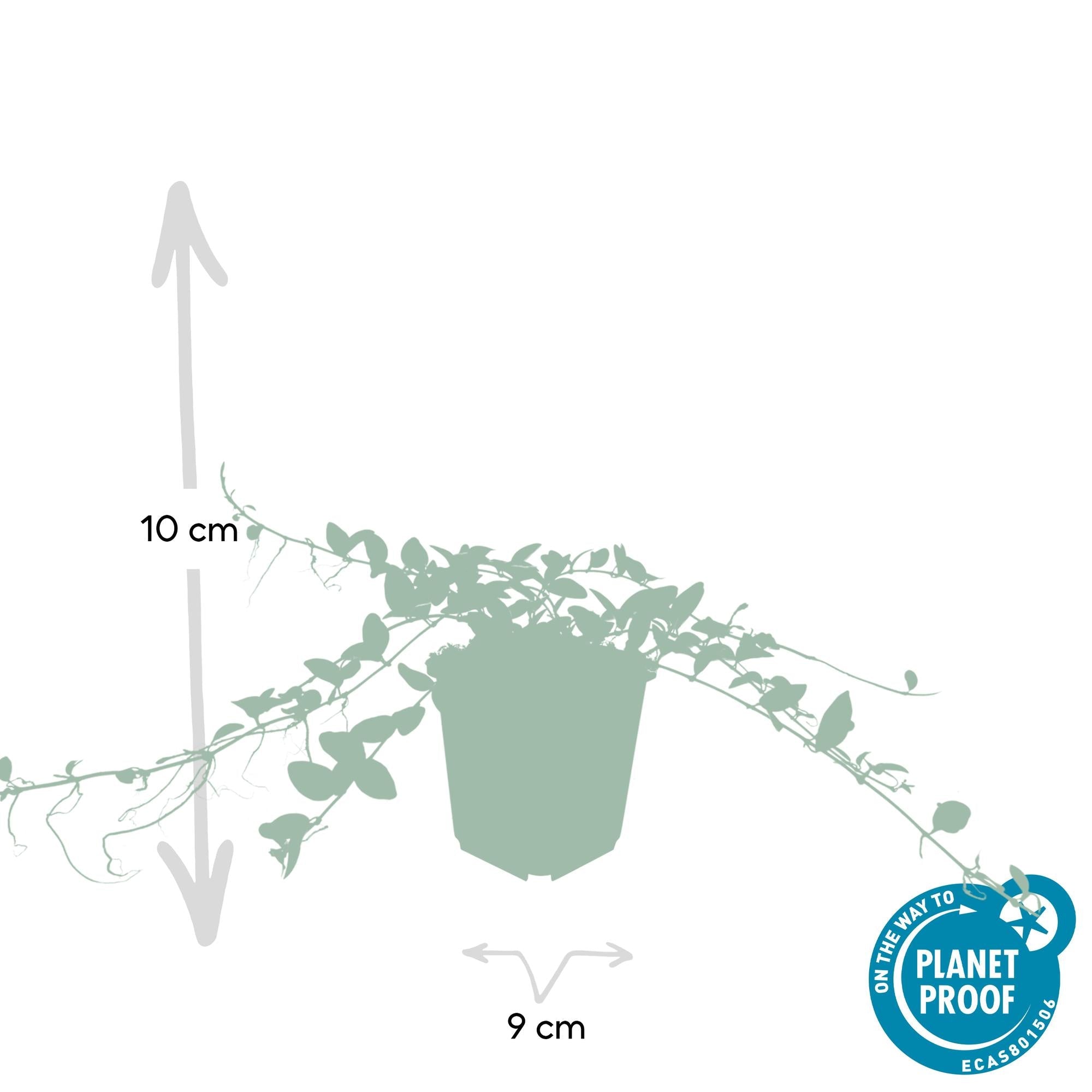 Vinca minor ‘Alba’ – weiß blühende Bodendeckerpflanze, 9 cm Topf, 10–25 cm Höhe - Green Guardia - Ihr Experte für Schädlinge und Pflanzen
