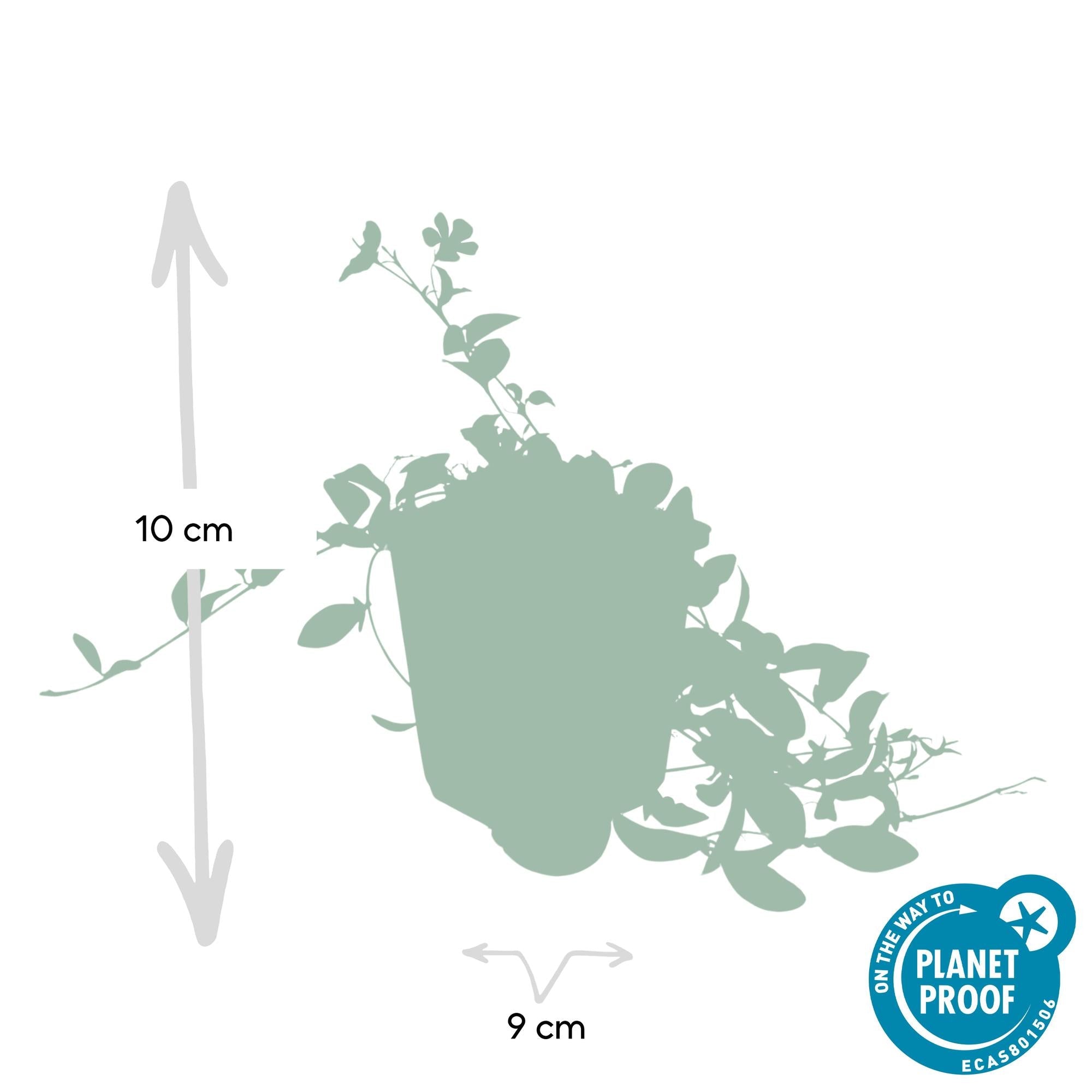 Vinca minor – bodendeckender Immergrün - Klassiker, 9 cm Topf, 10–25 cm Höhe - Green Guardia - Ihr Experte für Schädlinge und Pflanzen