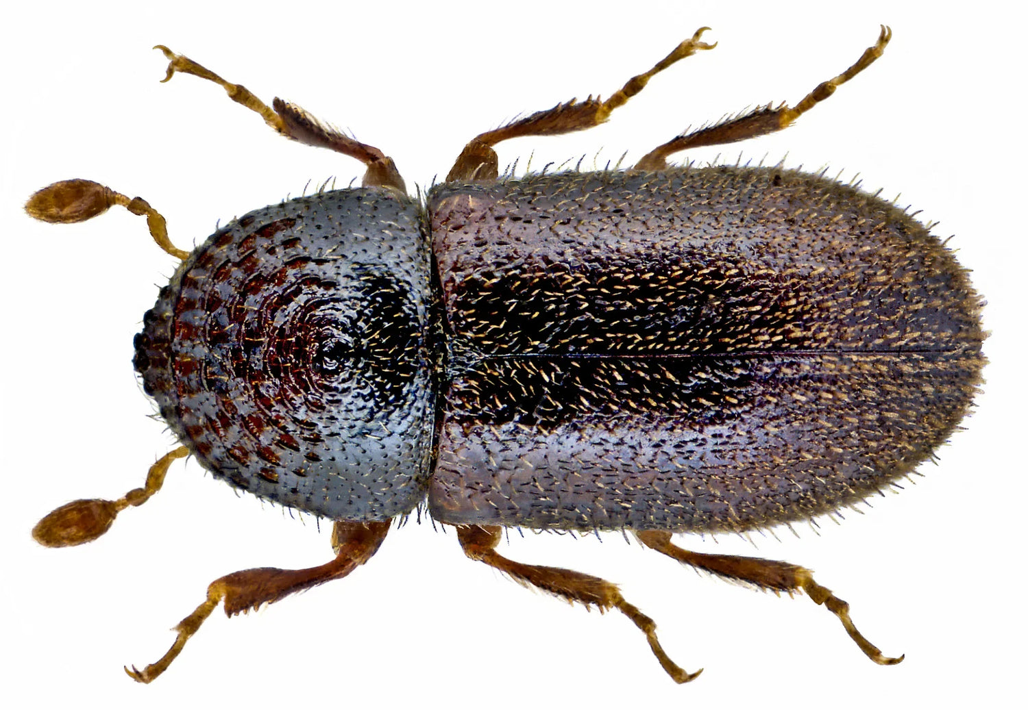 Borkenkäfer bekämpfen: Bohrmehl und Befall am Baumstamm erkennen