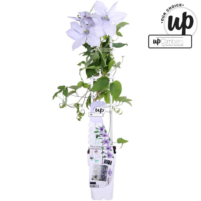 Clematis ‘Bernadine’ pflegen – kompakte Clematis mit zartvioletten Blüten - Green Guardia - Ihr Experte für Schädlinge und Pflanzen