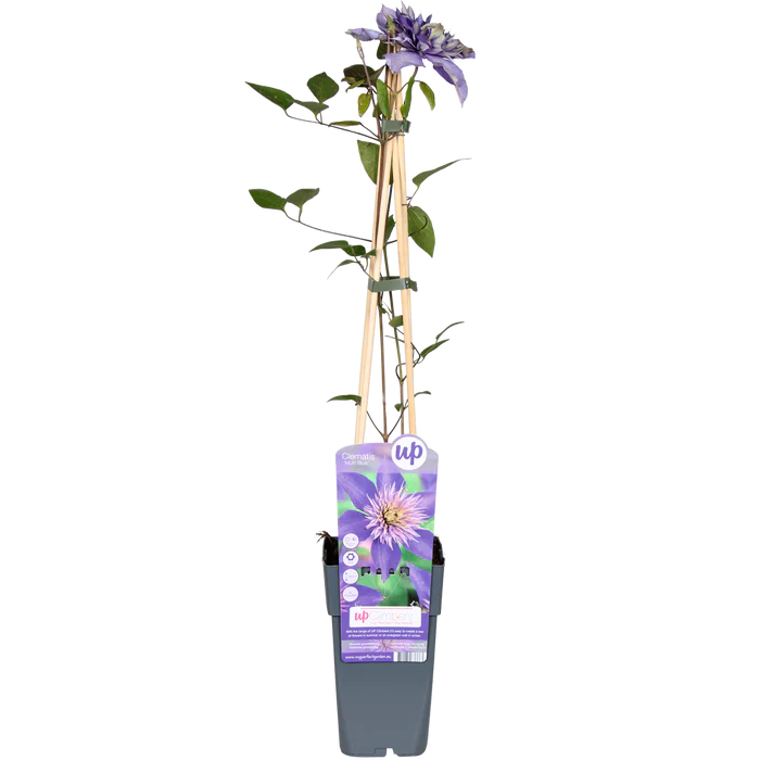 Clematis ‘Multi Blue’ pflegen – Standort, Blüte & Tipps für üppigen Wuchs - Green Guardia - Ihr Experte für Schädlinge und Pflanzen