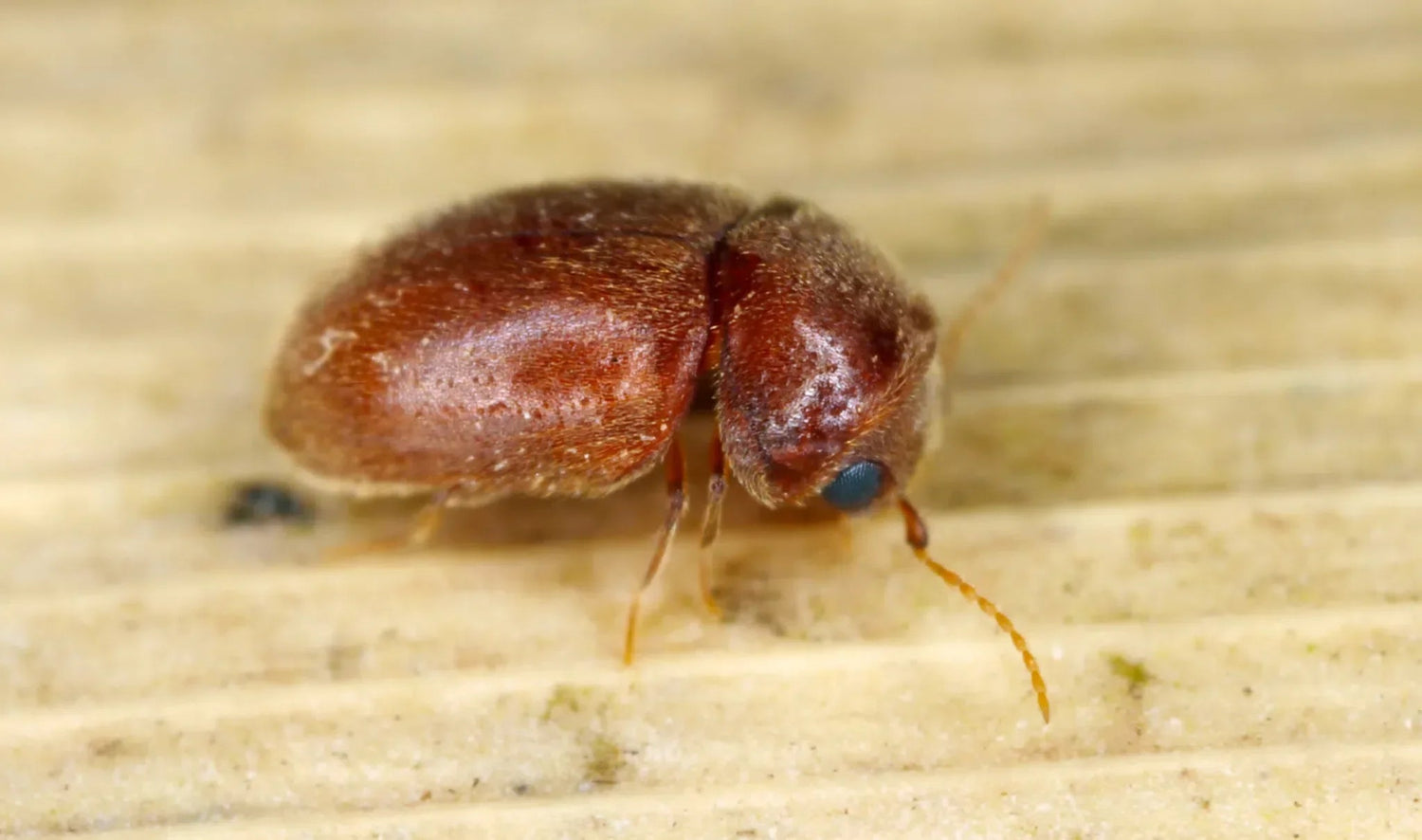 Effektiver Schutz vor Tabakkäfern – Natürliche Bekämpfungsmethoden - Green Guardia - Ihr Experte für Schädlinge und Pflanzen