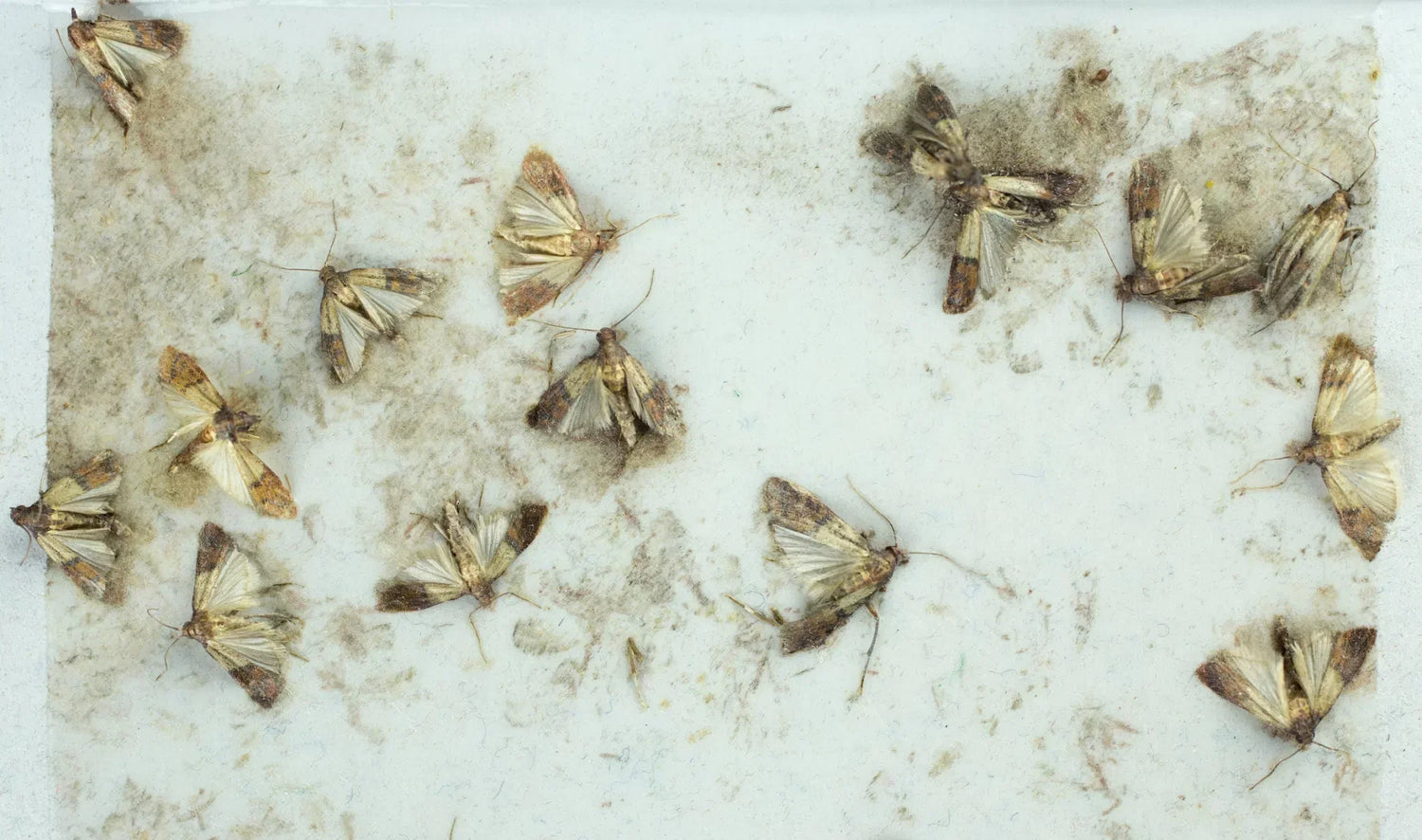 Lebensmittelmotten erkennen – Gespinste und Larven in Vorräten