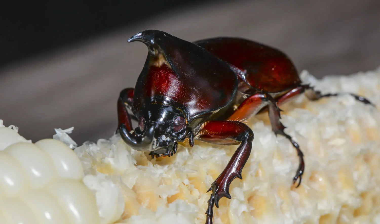 Maiskäfer erkennen – Käfer und Larven in Vorräten und Küchenschrank