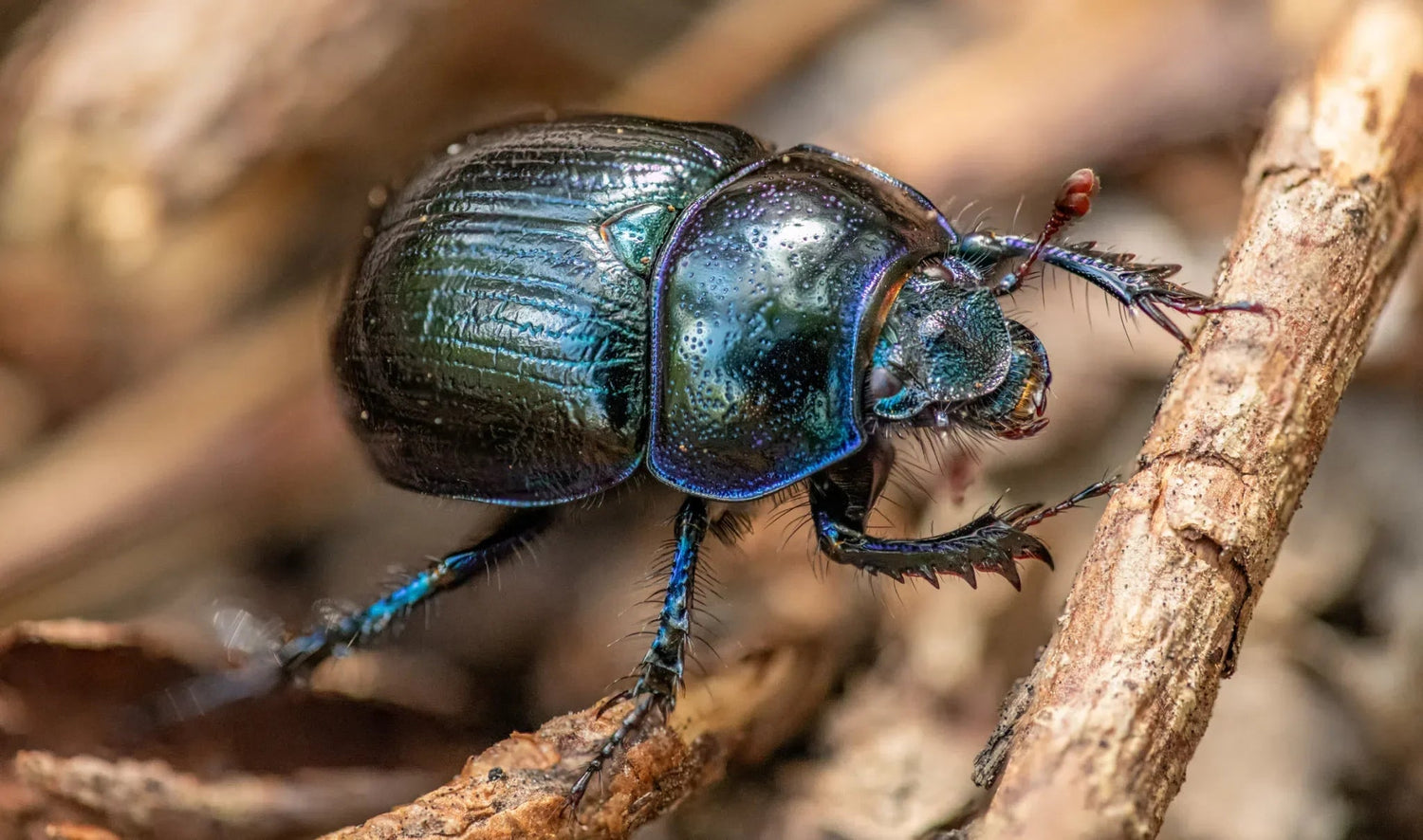 Pelzkäfer wirksam stoppen: Natürliche Lösungen und effektive Vorbeugung - Green Guardia - Ihr Experte für Schädlinge und Pflanzen