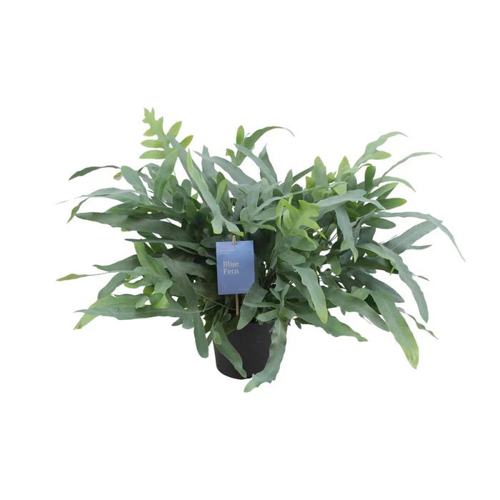 Phlebodium Aureum ‘Blue Star’ – Warum der Blaufarn die perfekte Zimmerpflanze ist - Green Guardia - Ihr Experte für Schädlinge und Pflanzen