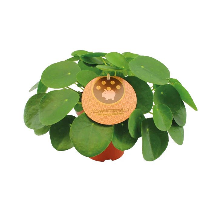 Pilea Peperomioides – Warum der Chinesische Geldbaum in keinem Zuhause fehlen darf - Green Guardia - Ihr Experte für Schädlinge und Pflanzen