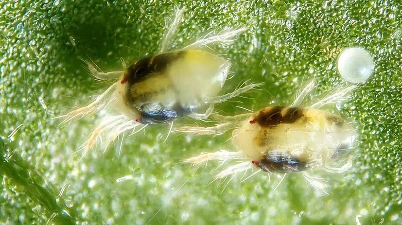 Schutz vor Spinnmilben: Effektive und Umweltfreundliche Methoden - Green Guardia - Ihr Experte für Schädlinge und Pflanzen