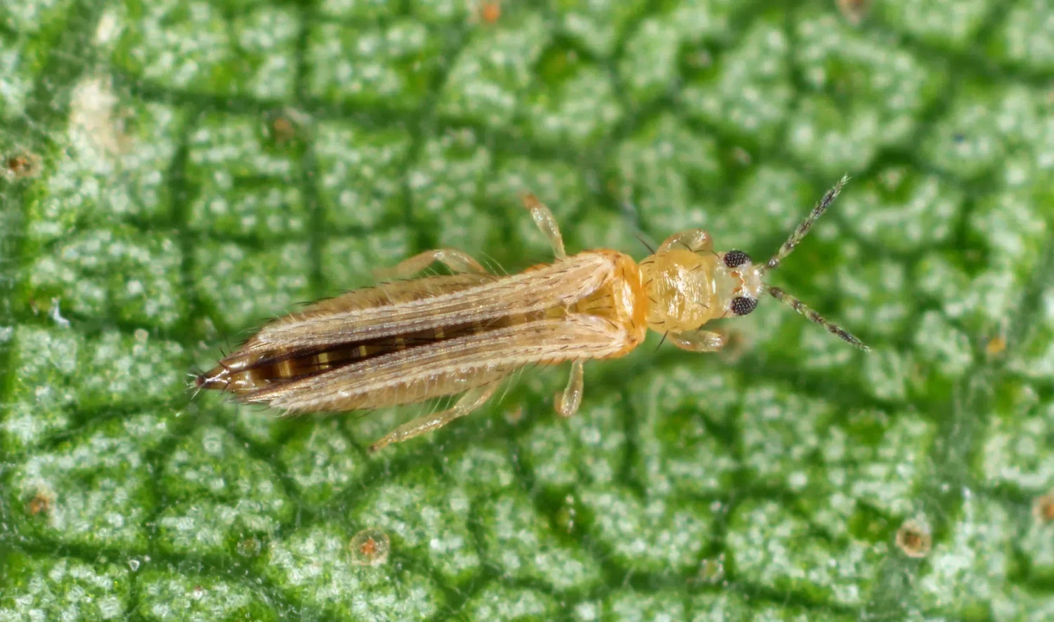 Schutz vor Zwiebelthripsen: Natürliche und umweltfreundliche Lösungen - Green Guardia - Ihr Experte für Schädlinge und Pflanzen