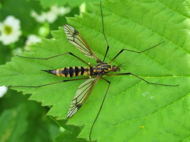 Wiesenschnaken im Rasen erkennen: gelbe Stellen und kahle Flächen durch Larven im Boden