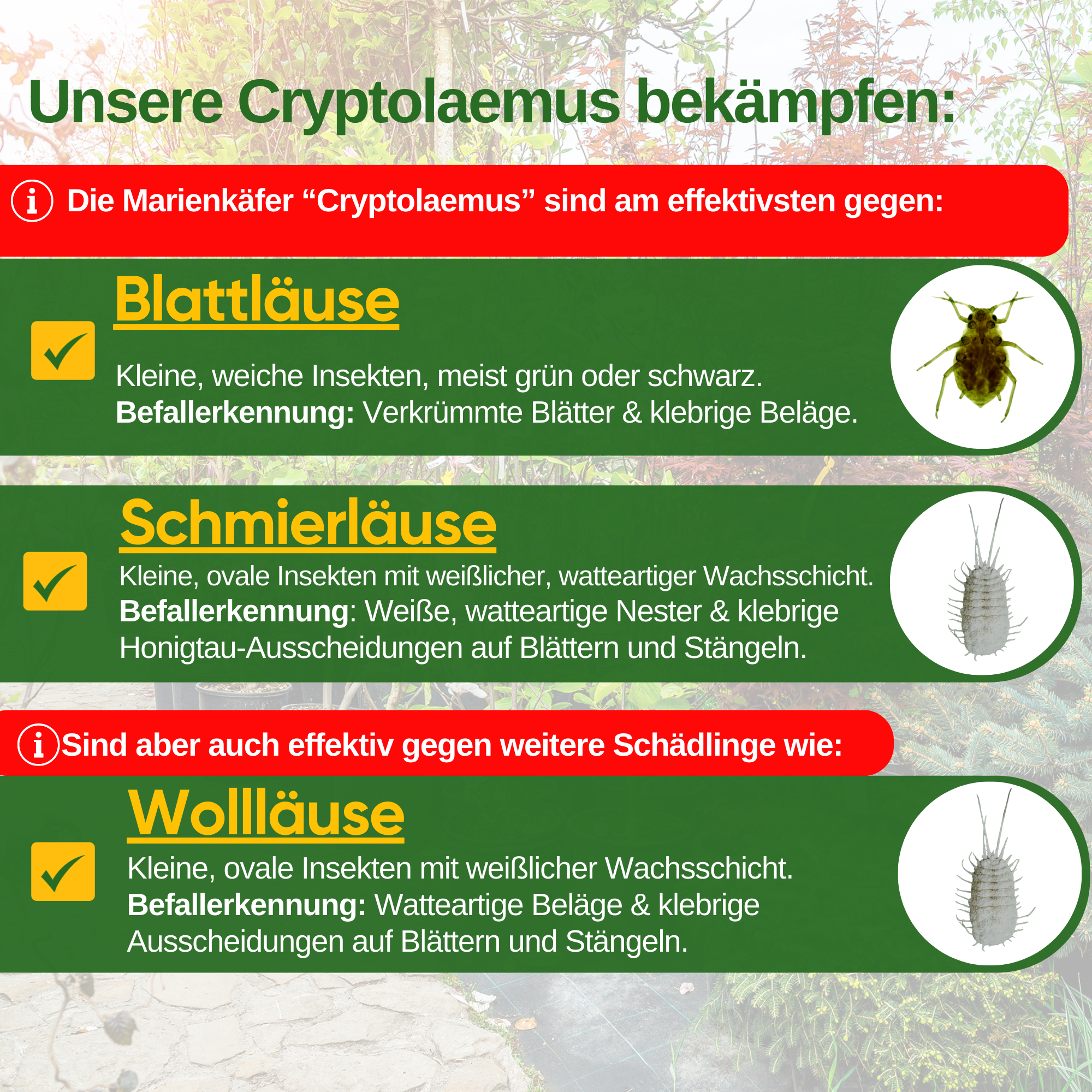 Cryptoalemus (Australischer Marienkäfer) gegen Schmier- & Blattläuse