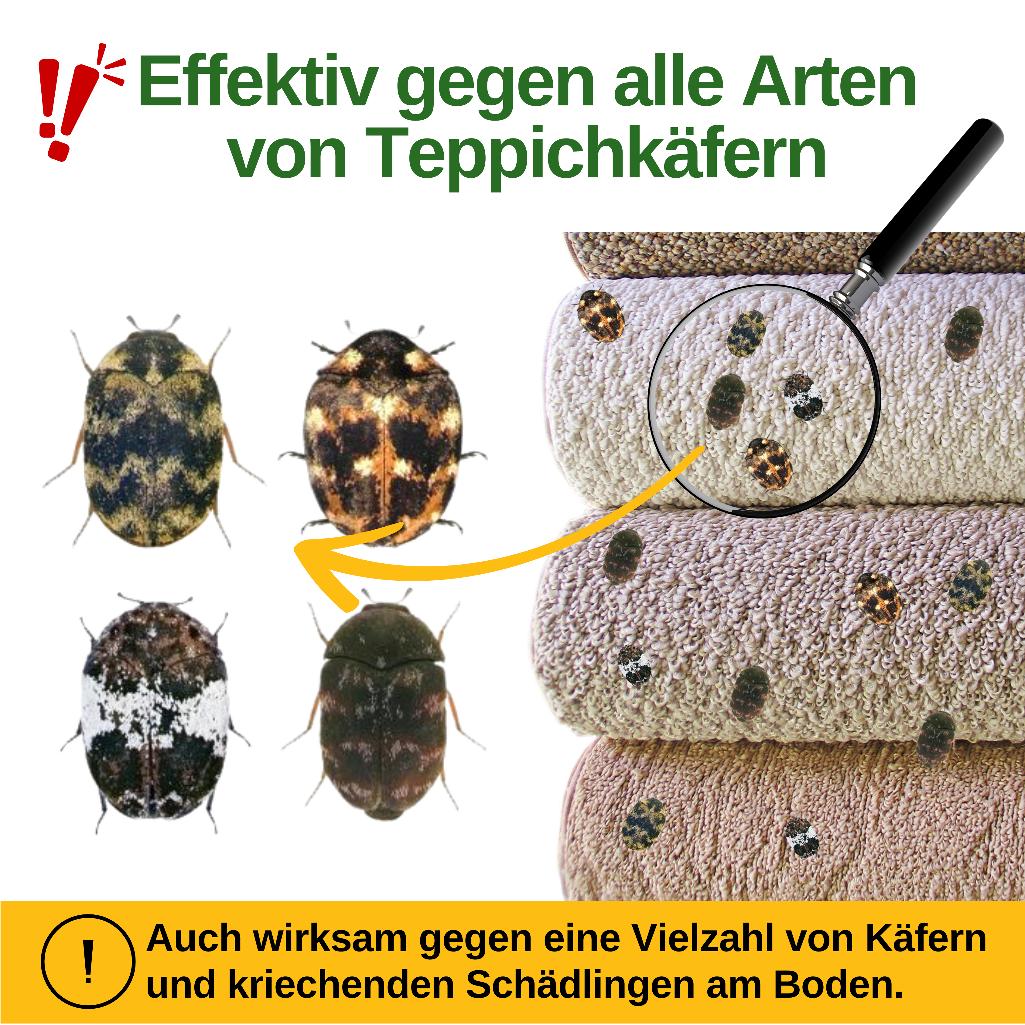 Trappola per scarabei dei tappeti con speciale attrattivo