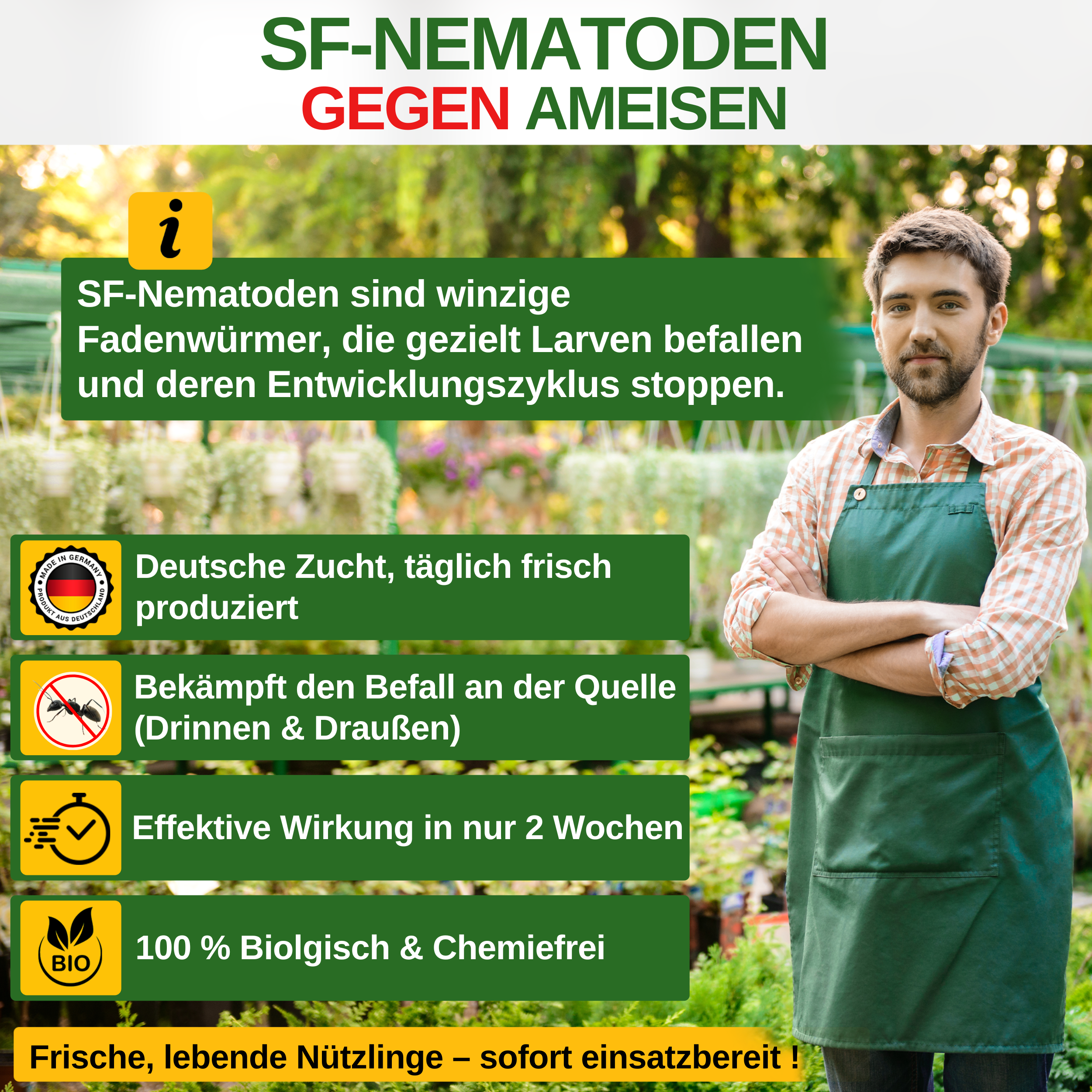 Nematodi SF contro le formiche