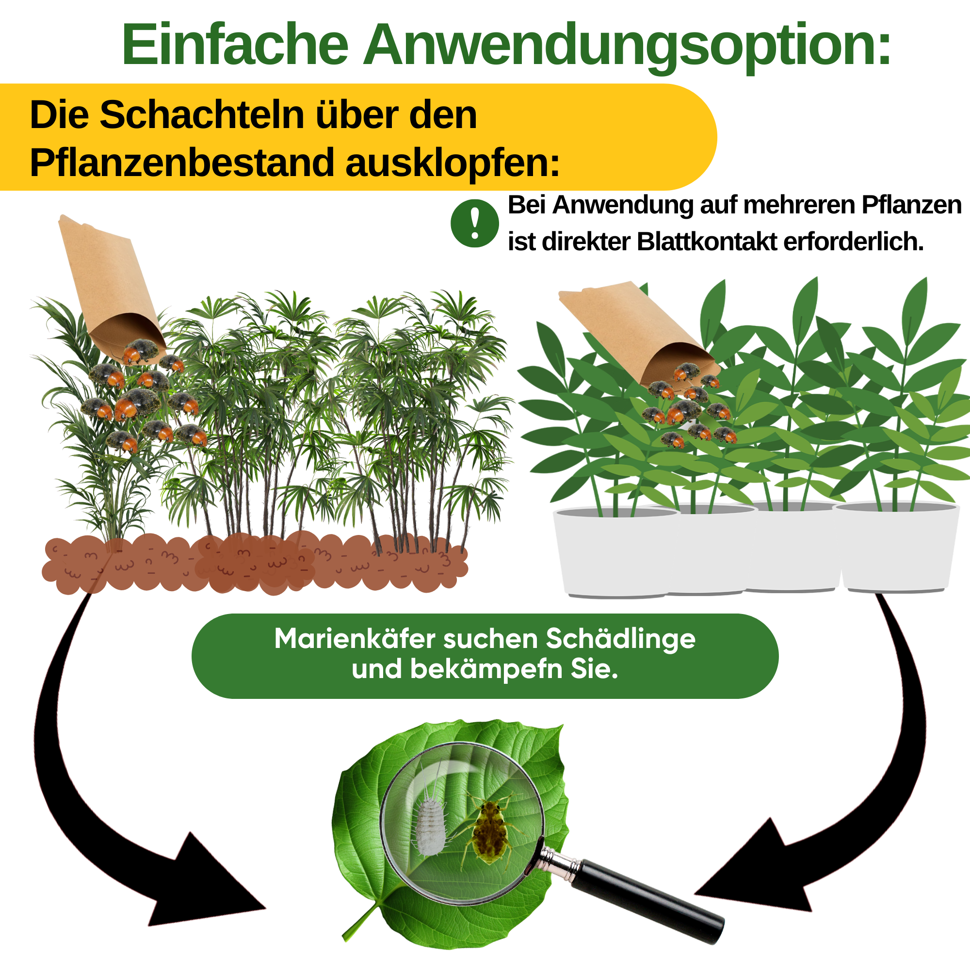Cryptoalemus (Australischer Marienkäfer) gegen Schmier- & Blattläuse