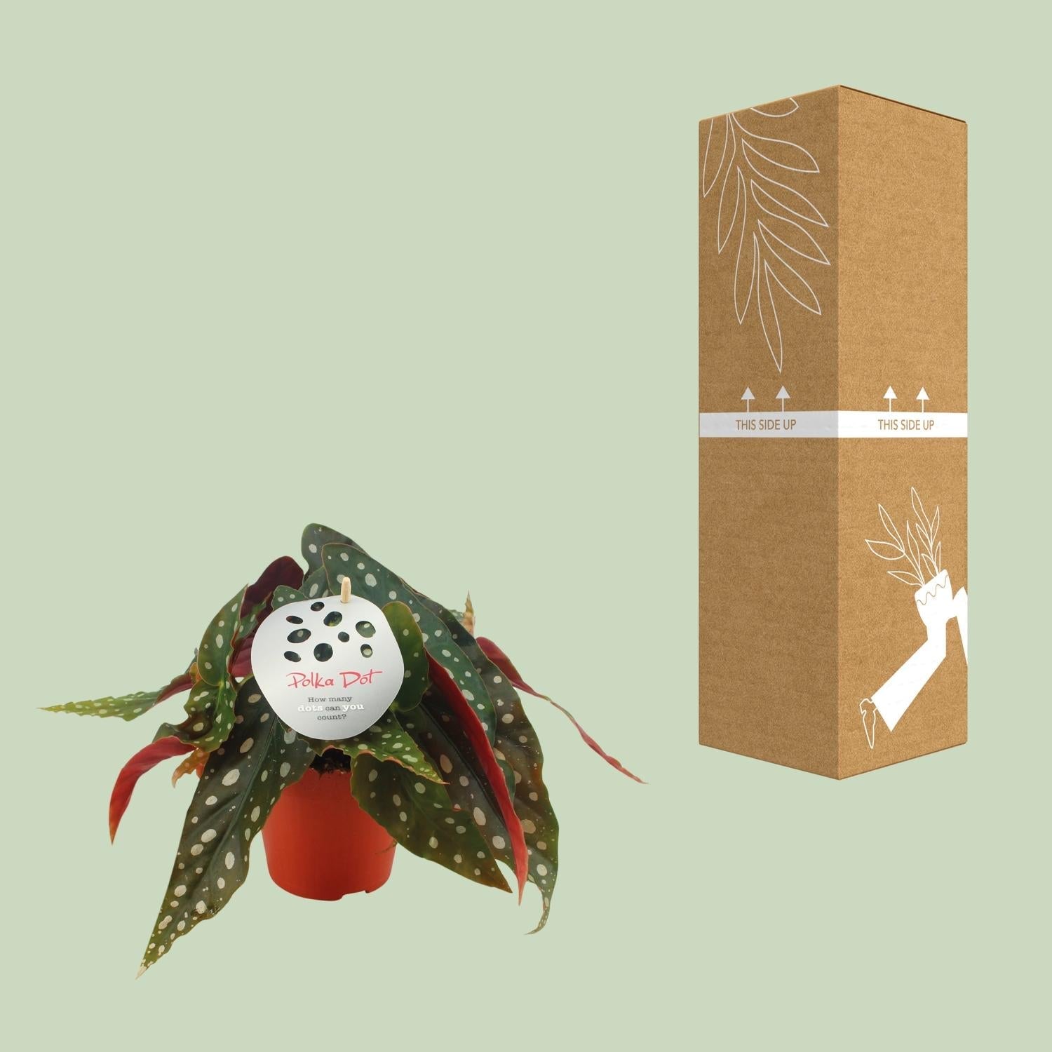 Begonia Maculata – Forellenbegonie - 12 cm Topf, 20 cm hoch - Green Guardia - Ihr Experte für Schädlinge und Pflanzen