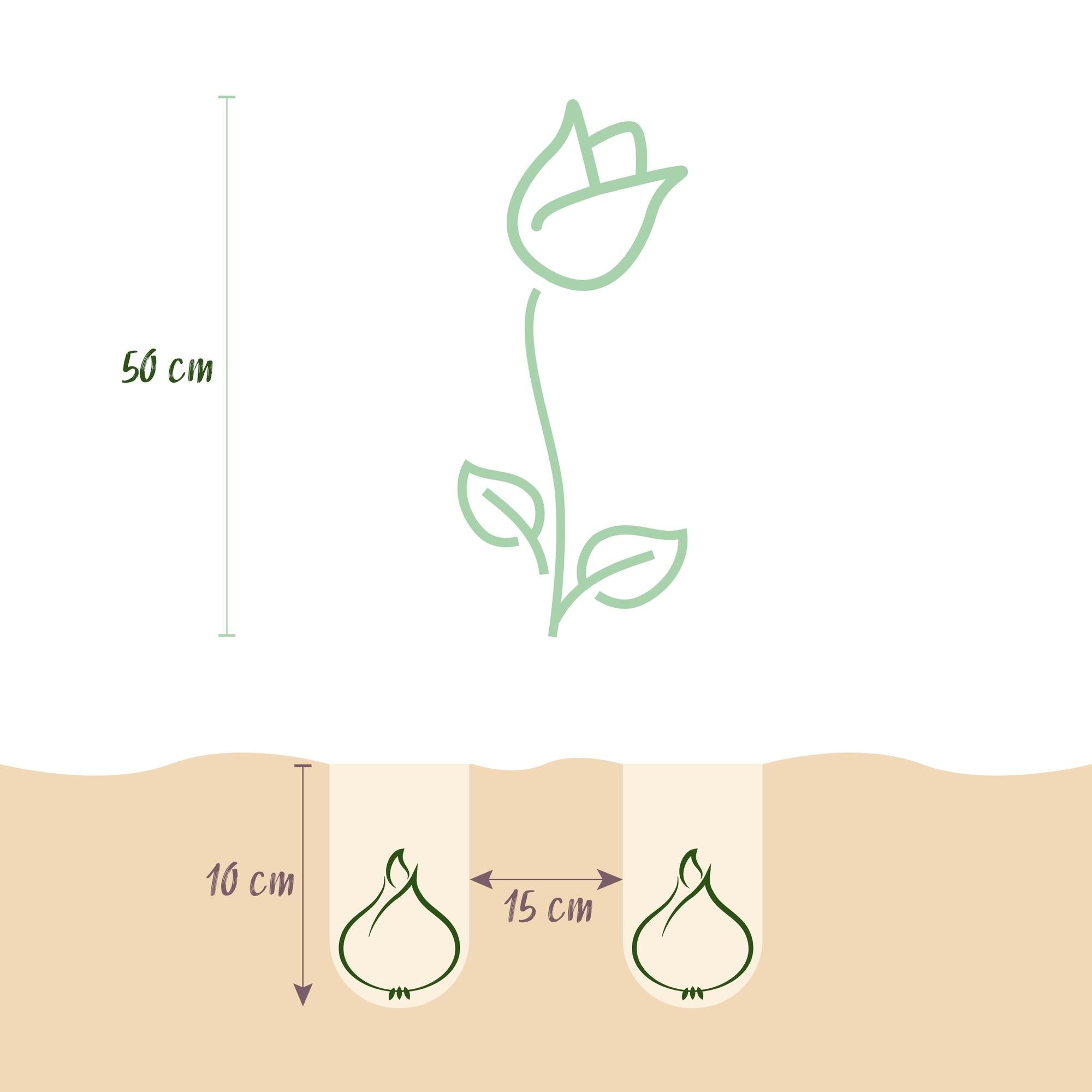 Blumenzwiebeln – Tulpe Hemisphere Mix – winterhart & mehrjährig – verschiedene Farben – 12 Stück – Zwiebelgröße 11/12 – XXL Pack - Green Guardia - Ihr Experte für Schädlinge und Pflanzen