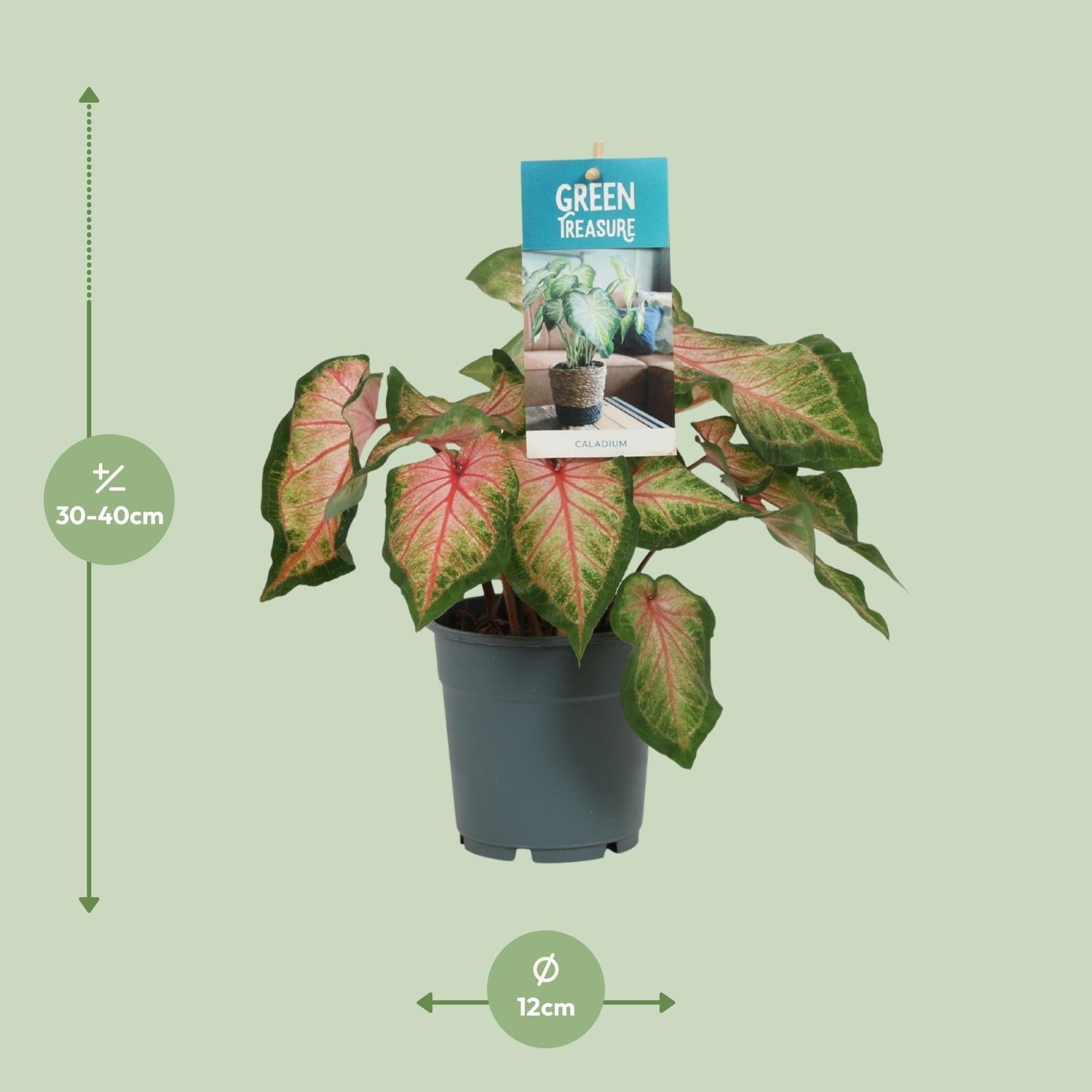 Caladium – Engelsflügel - 12cm - verschiedene Farben - Green Guardia - Ihr Experte für Schädlinge und Pflanzen