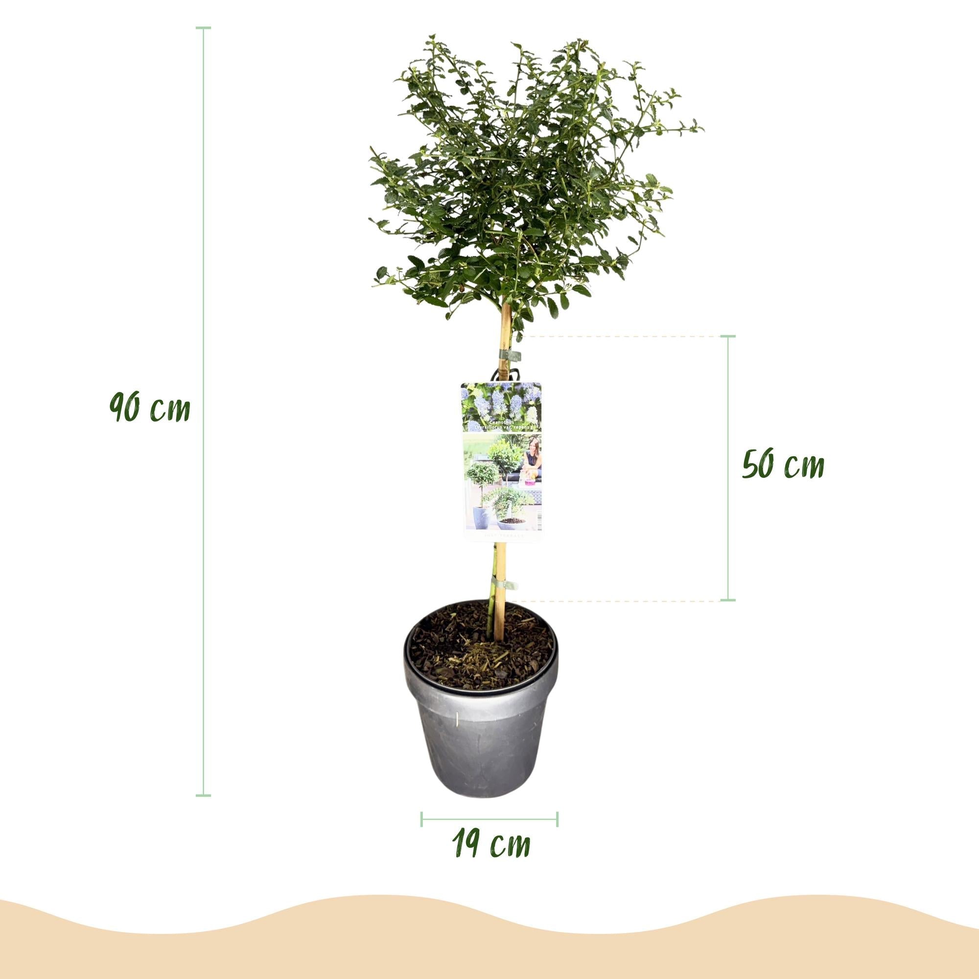 Ceanothus thyrsiflorus ‚Repens‘ – Terrassenpflanze – immergrün & winterhart – lila Blüte – 19 cm Topf, ca. 90 cm hoch - Green Guardia - Ihr Experte für Schädlinge und Pflanzen