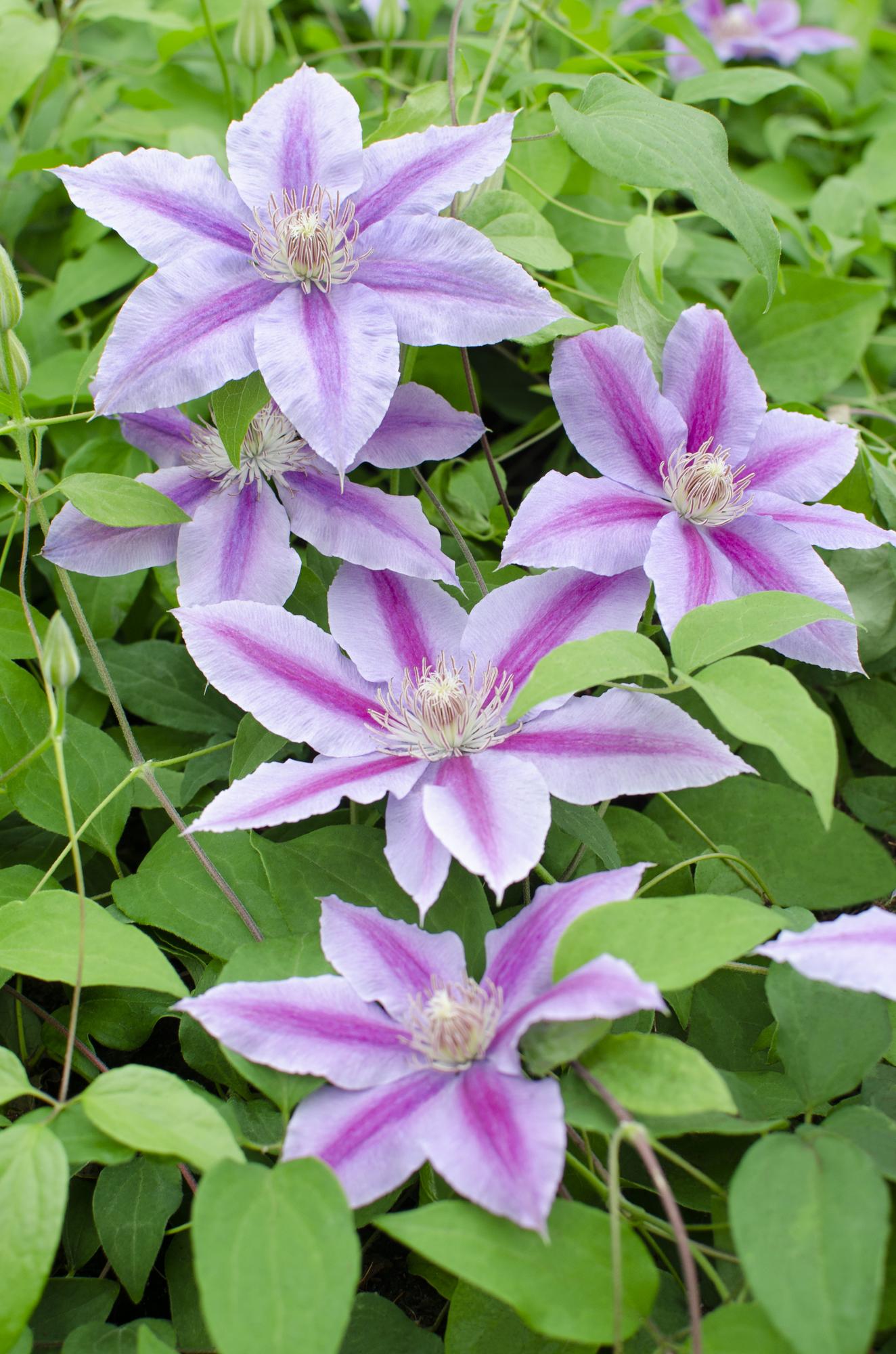 Clematis ‘Dr. Ruppel’ – sommerblühende Kletterpflanze, 15 cm Topf, 65 cm hoch - Green Guardia - Ihr Experte für Schädlinge und Pflanzen