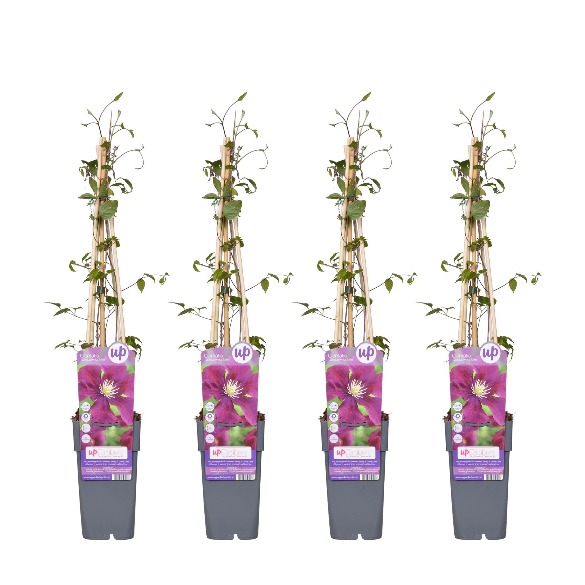 Clematis ‘Warszawska Nike’ – tiefviolette Blüten, 15 cm Topf, 65 cm Höhe - Green Guardia - Ihr Experte für Schädlinge und Pflanzen