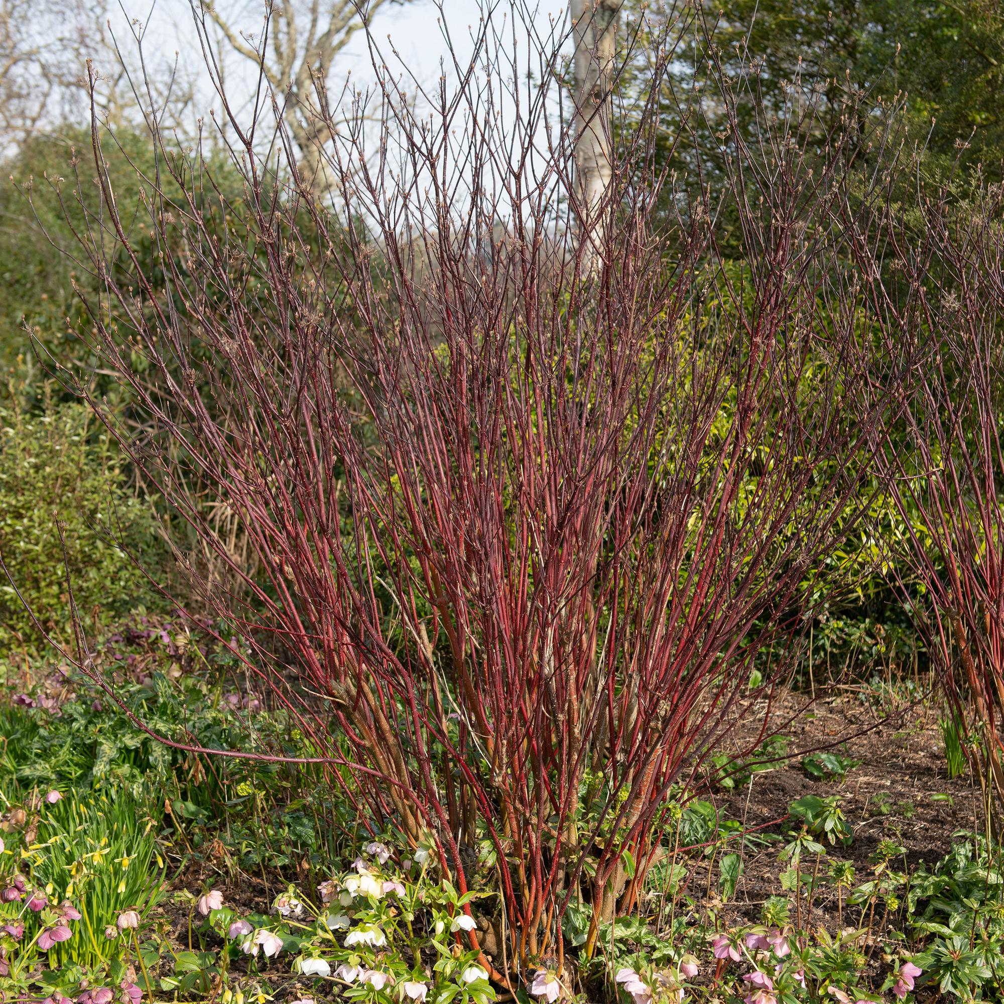 Cornus alba ‘Kesselringii’ – Zierhartriegel mit dunklen Zweigen, 45 cm hoch - Green Guardia - Ihr Experte für Schädlinge und Pflanzen