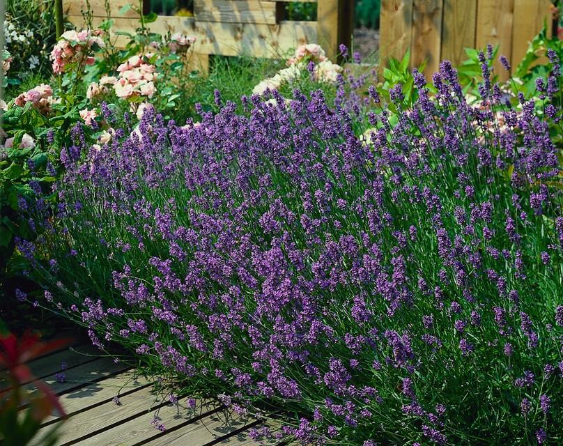 Echter Lavendel ‘Munstead’ (Lavandula angustifolia) – 10–25 cm, Ø9 cm - Green Guardia - Ihr Experte für Schädlinge und Pflanzen
