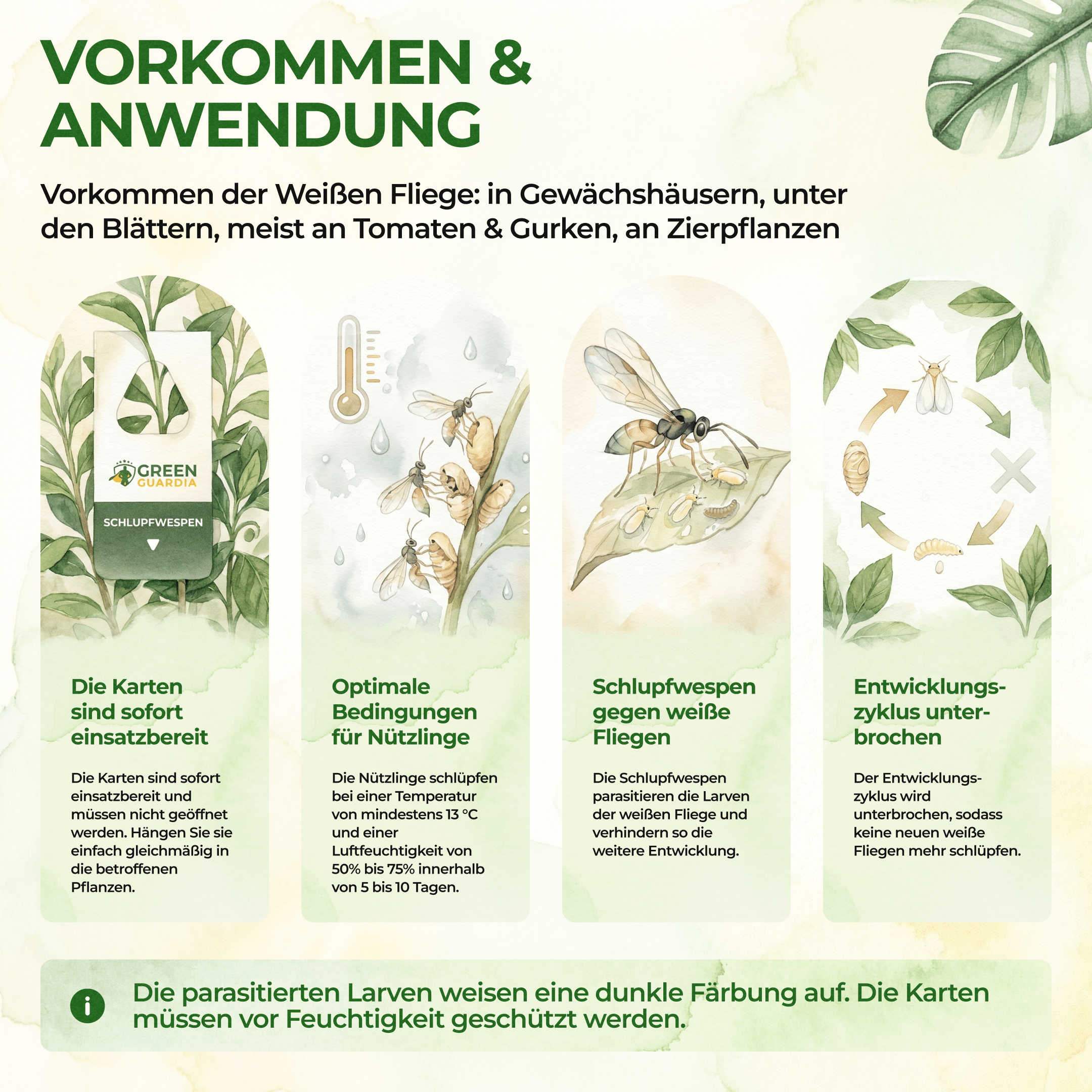 Encarsia - Schlupfwespen gegen Weiße Fliegen - Green Guardia - Ihr Experte für Schädlinge und Pflanzen