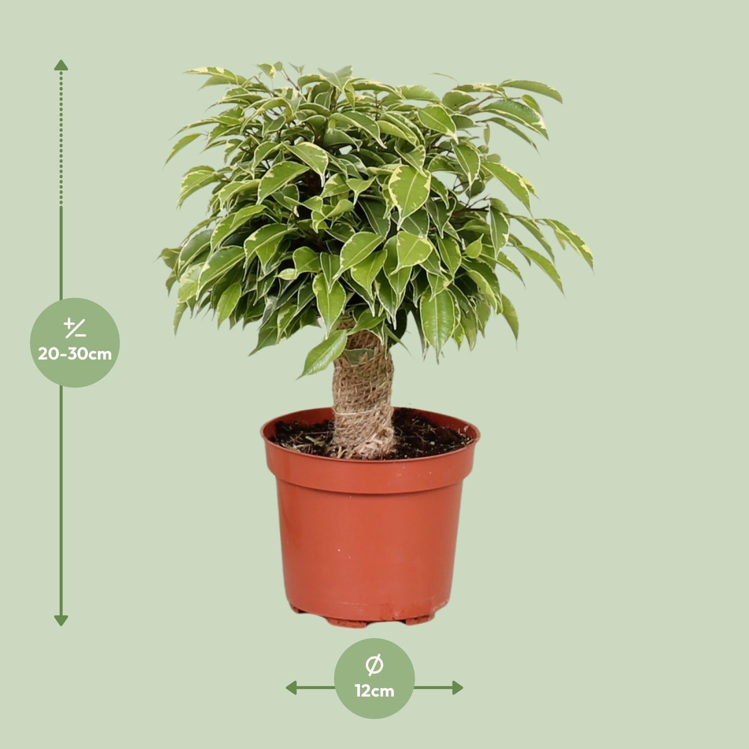 Ficus benjamina ‘Kinky’ – Birkenfeige – 12 cm Topf, 28 cm hoch - Green Guardia - Ihr Experte für Schädlinge und Pflanzen