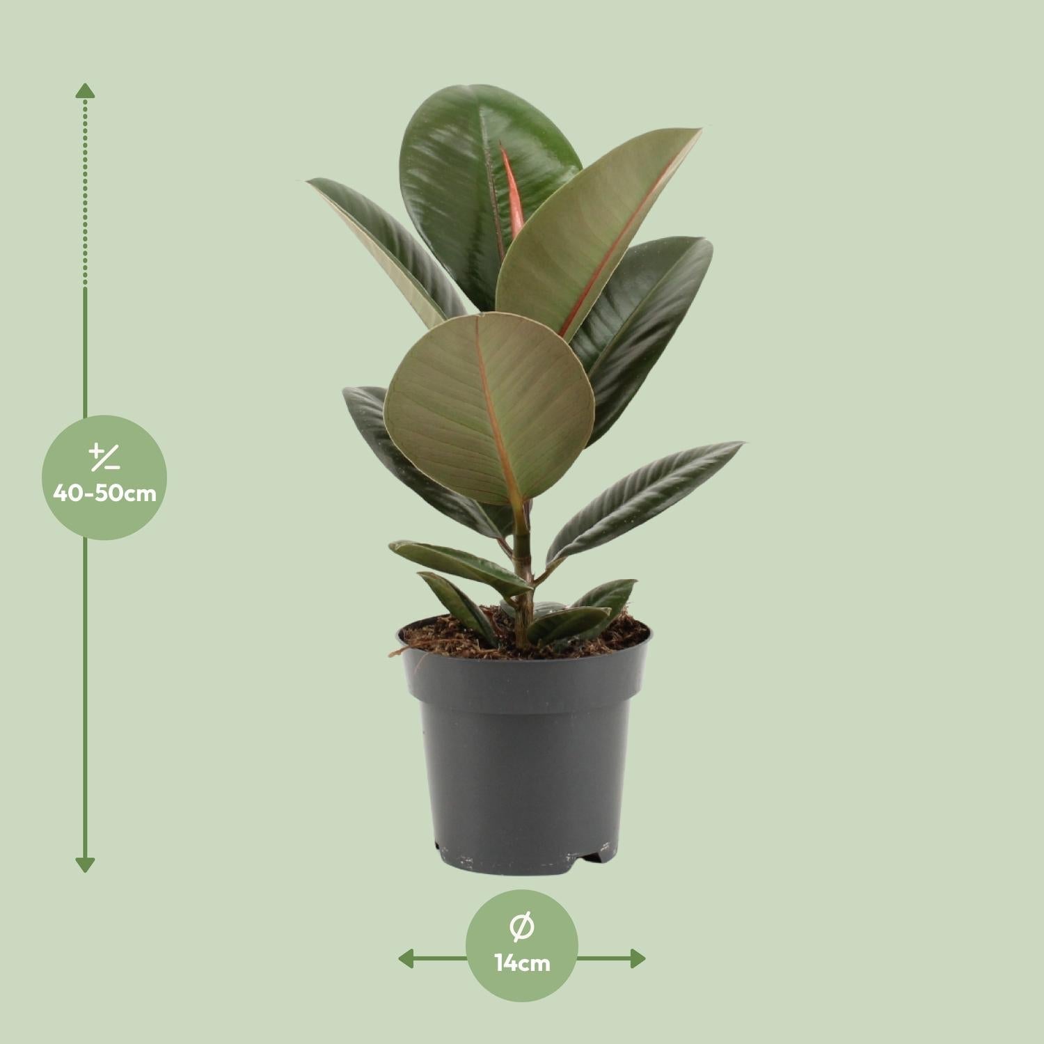 Ficus Elastica ‘Robusta’ – Gummibaum - 35 - 85 cm - Green Guardia - Ihr Experte für Schädlinge und Pflanzen
