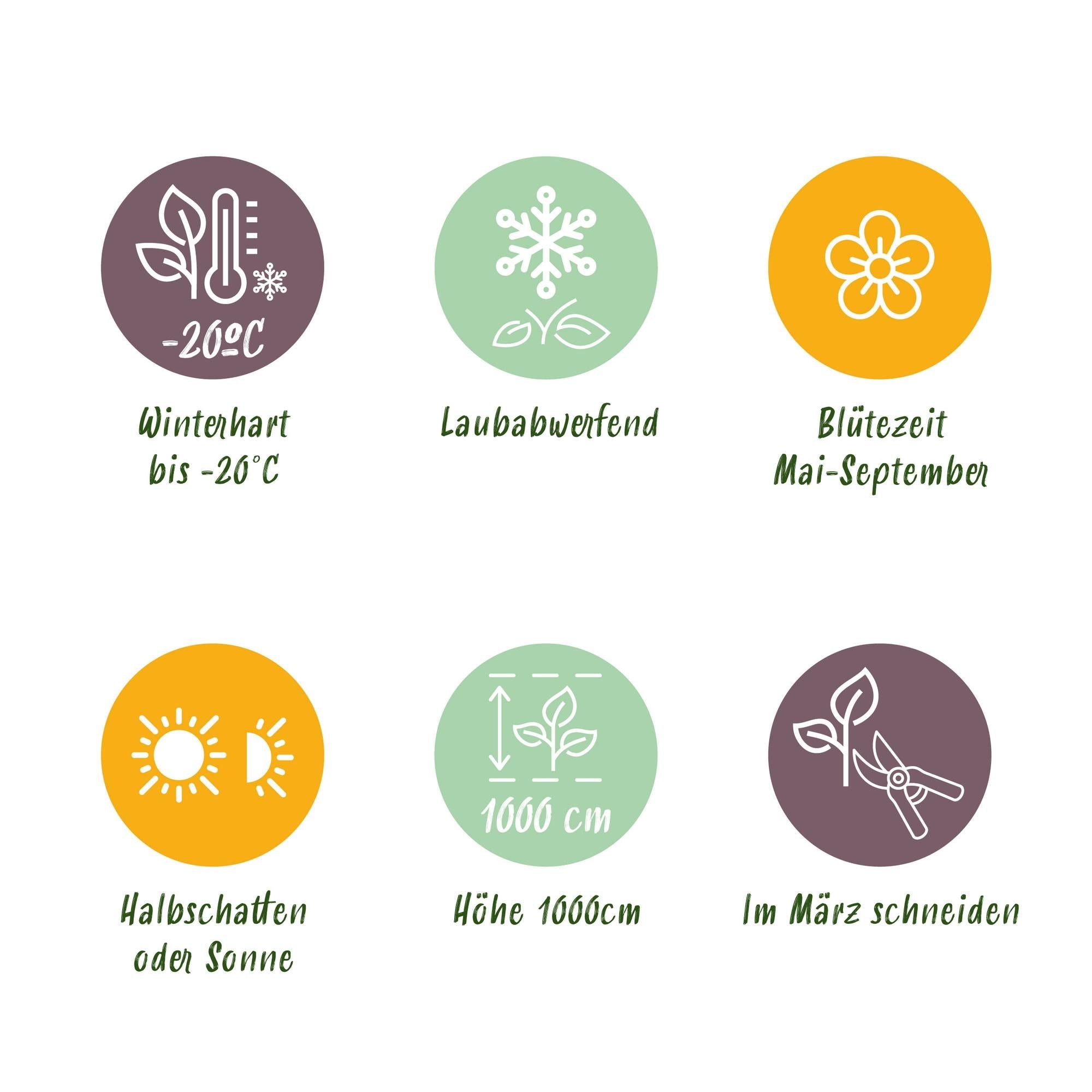 Geißblatt ‘Goldflame’ – kletternde Sorte mit rosa - gelben Blüten, 2 Pflanzen, 11 - cm - Topf, 40 cm Höhe - Green Guardia - Ihr Experte für Schädlinge und Pflanzen