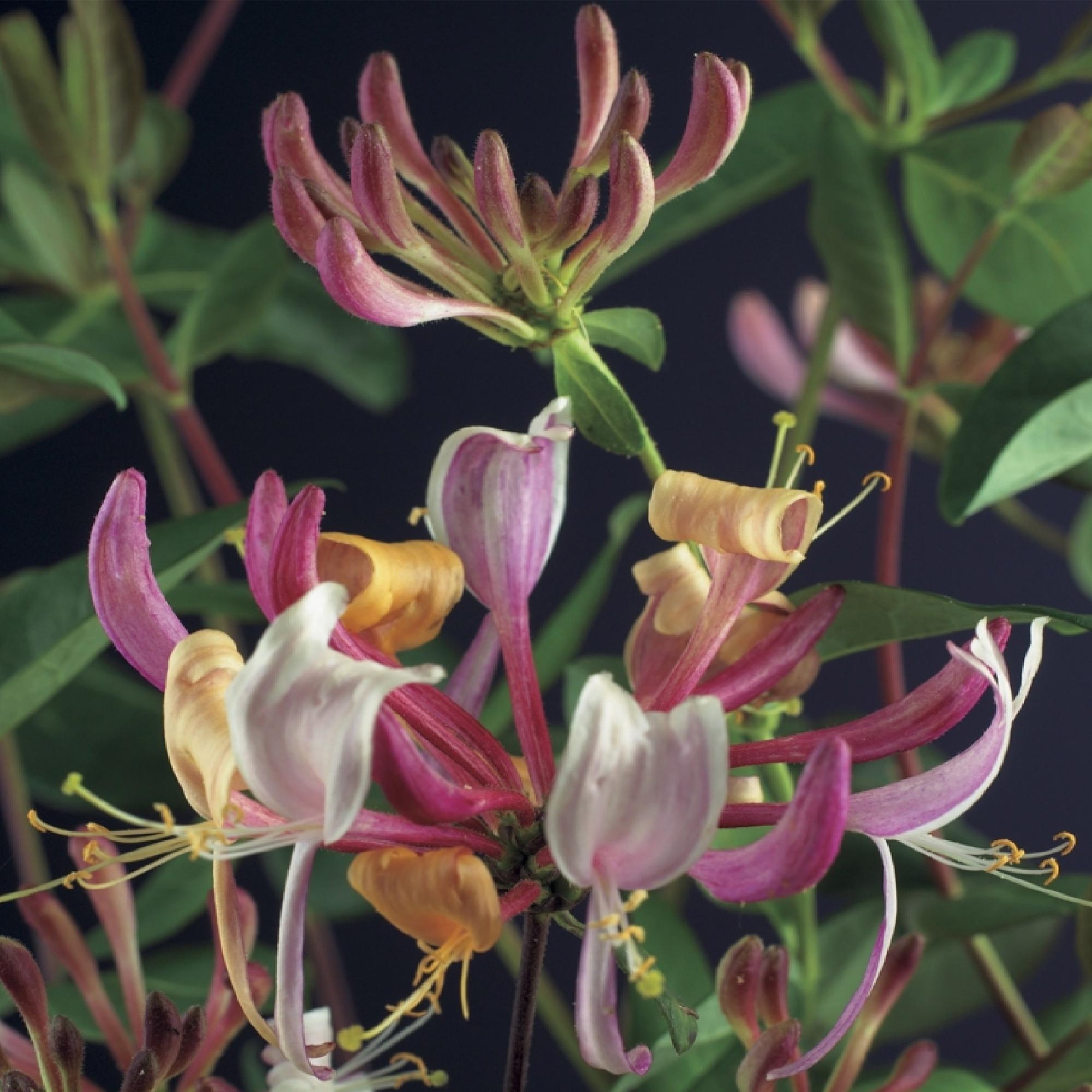 Geißblatt ‘Serotina’ – immergrüne Kletterpflanze, 2 Pflanzen, 11 - cm - Topf, 40 cm - Green Guardia - Ihr Experte für Schädlinge und Pflanzen